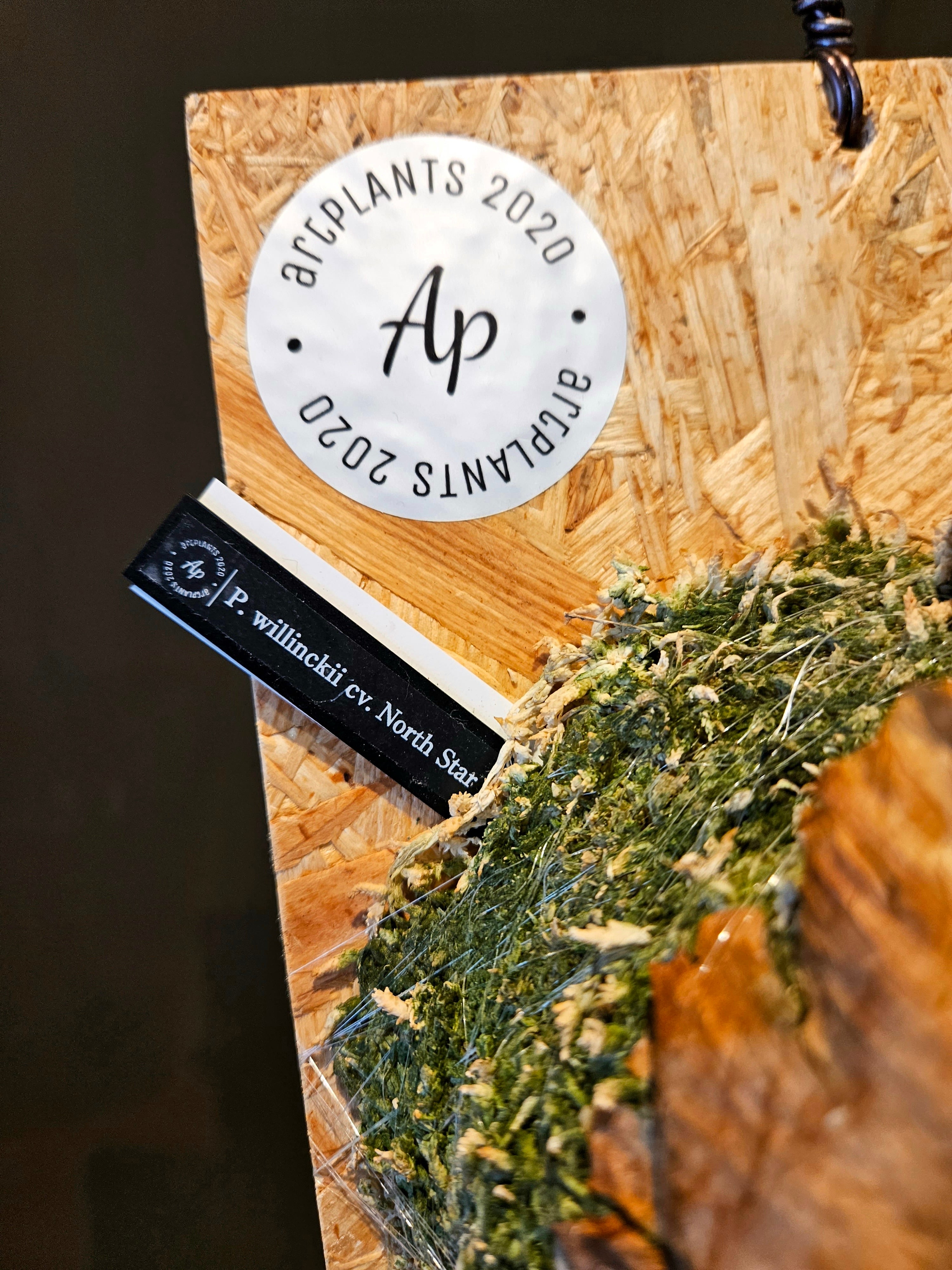 P. willinckii cv. North Star 【artPLANTs】ビカクシダ/Platycerium