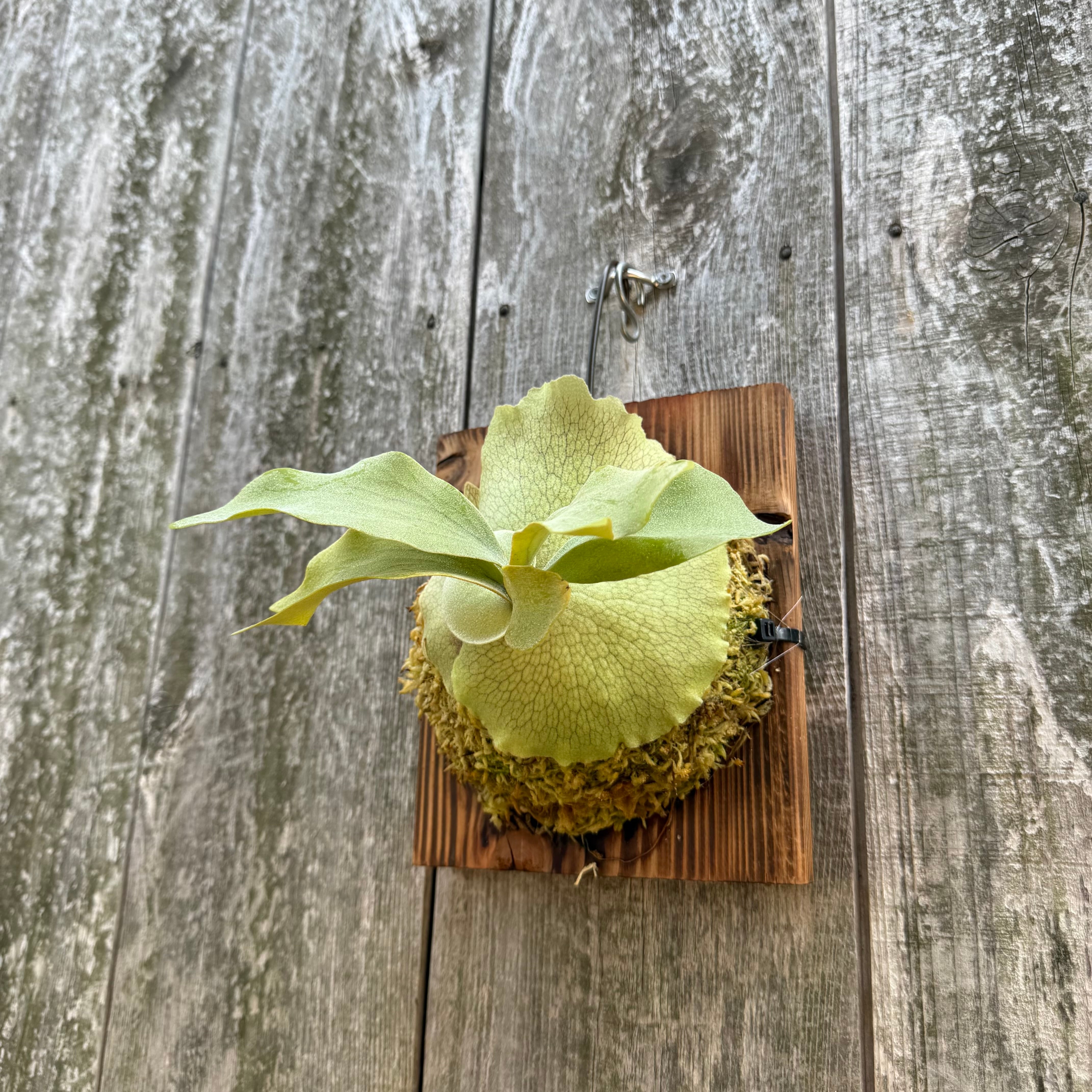 P.willinckii “O.M.G“,P.Elsa 12th oasis sporeling | naturefix