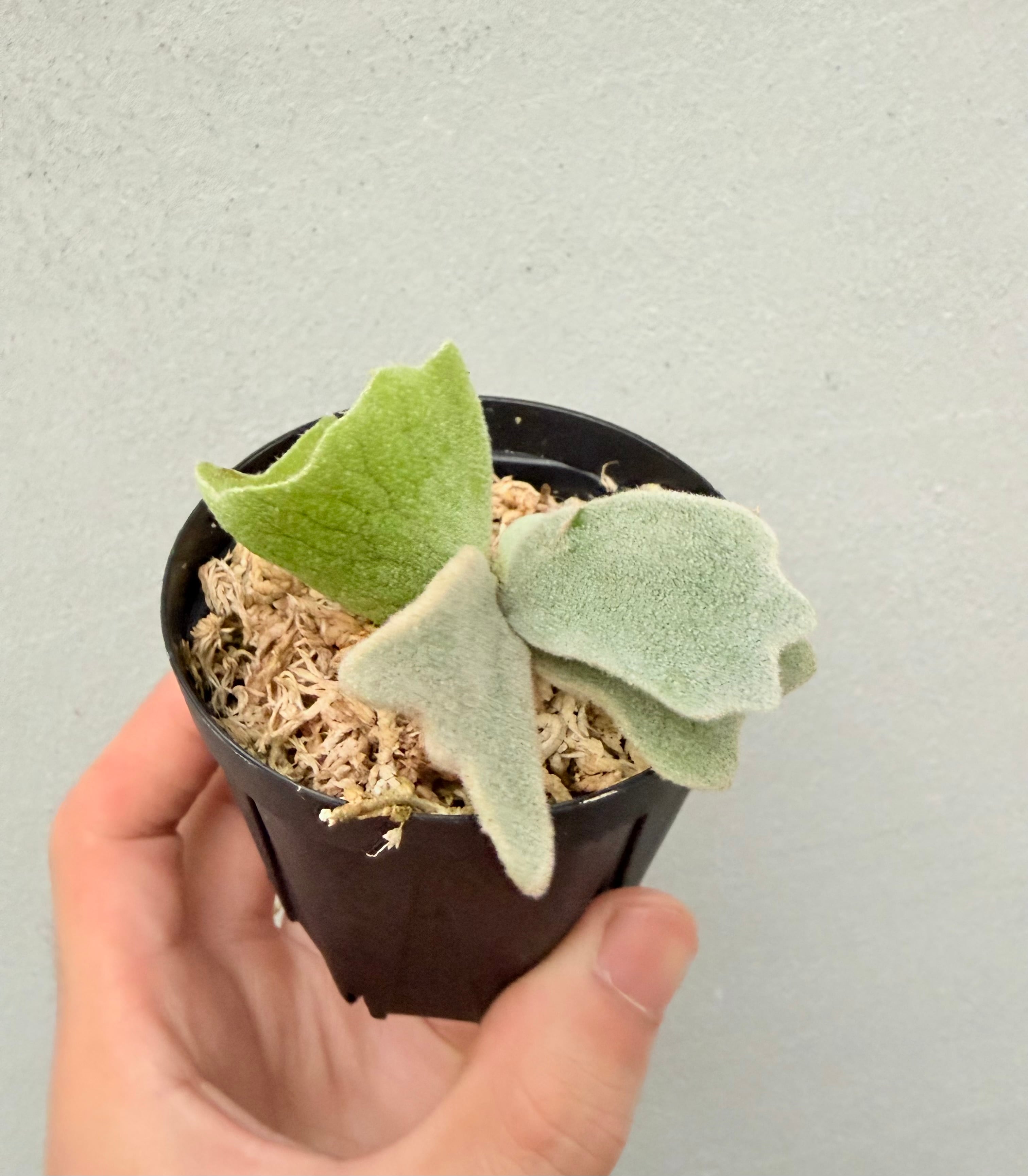 ビカクシダ　Foonsiqi×Willincikii c) P. willinckii 'Frosty Maiden' spore grown ① ビカクシダ
