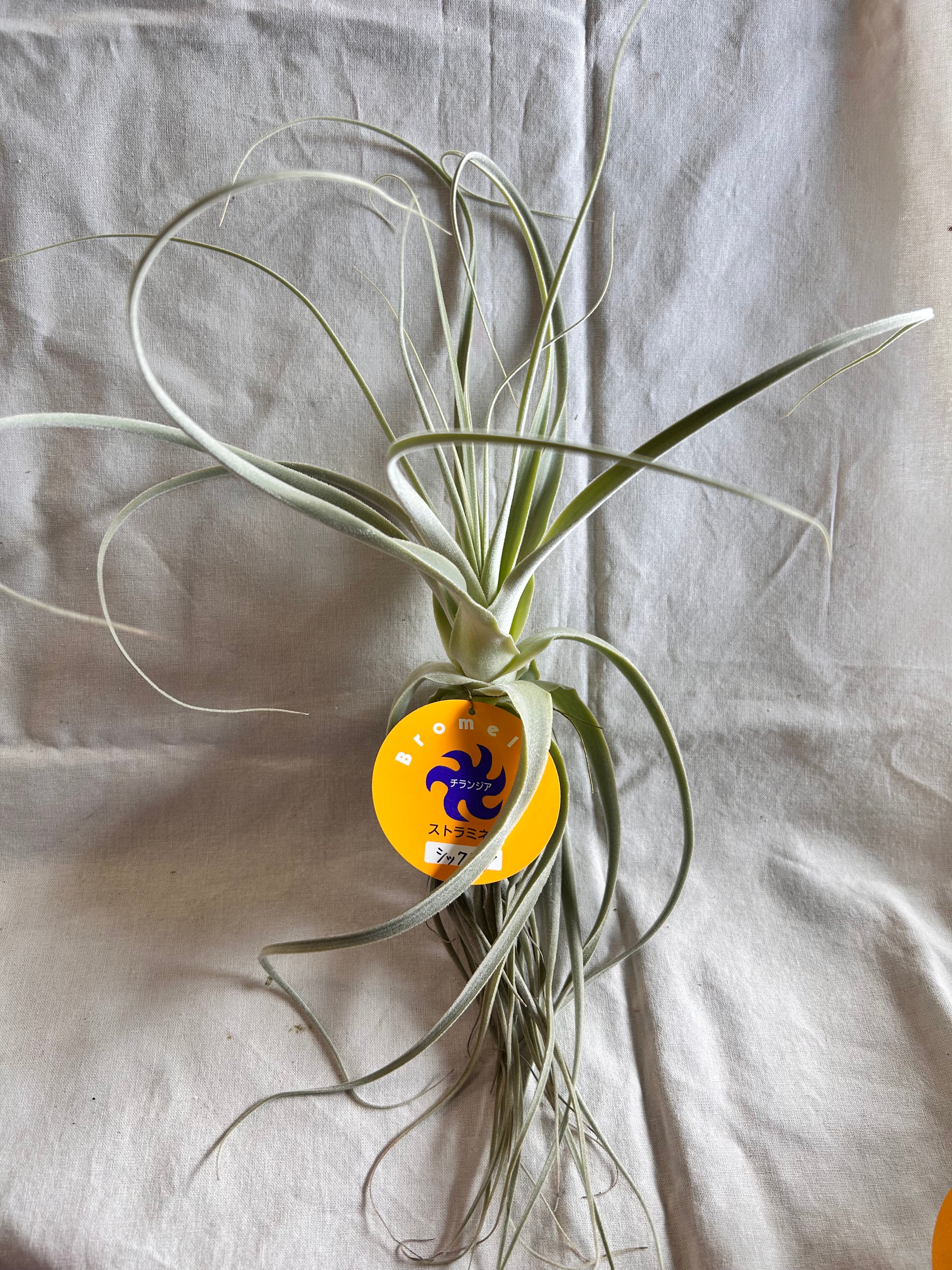 GREEN JAM foliageplant