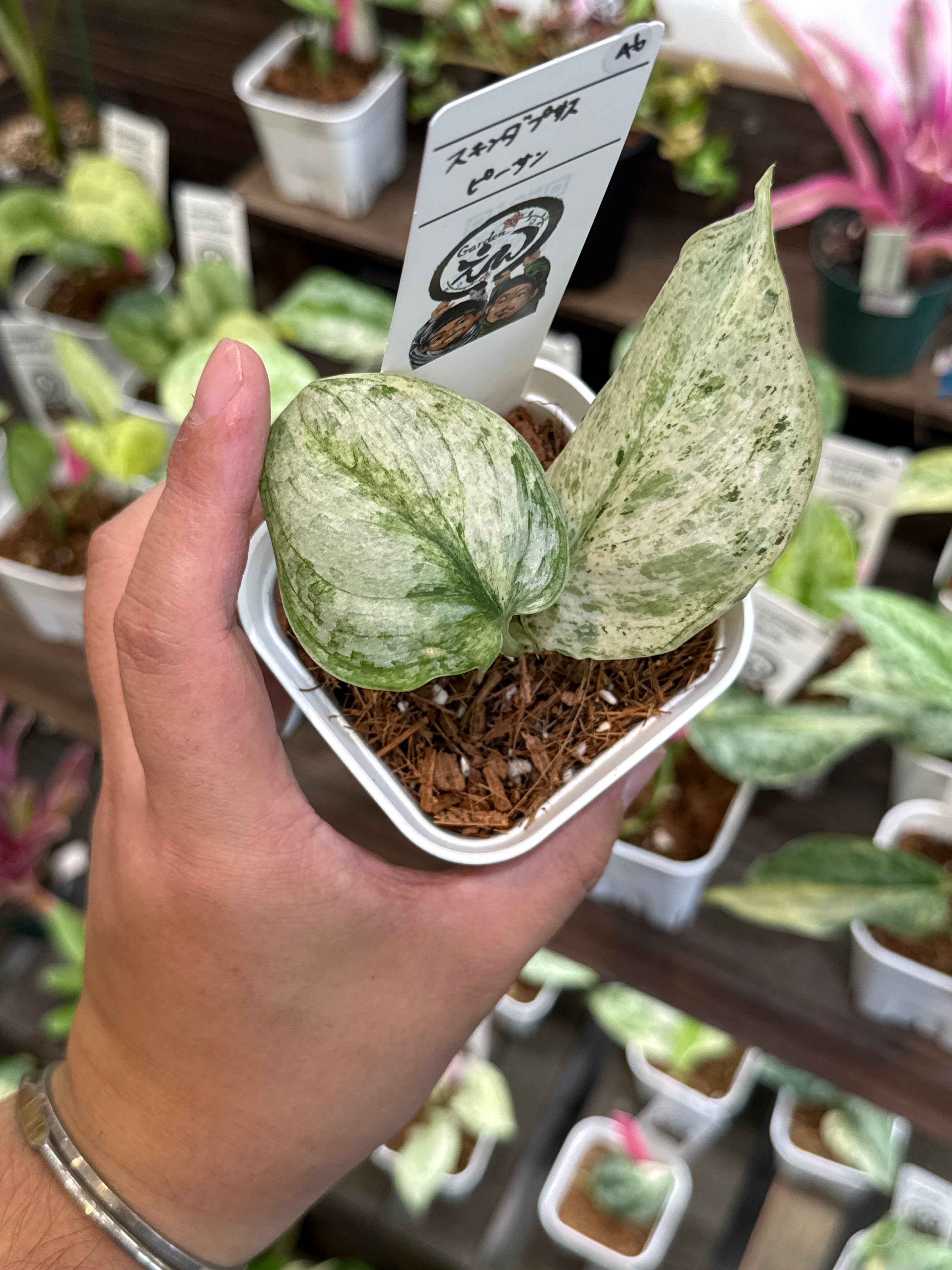 46. スキンダプサス ピーサン | Gardenえん 【観葉熱帯植物】