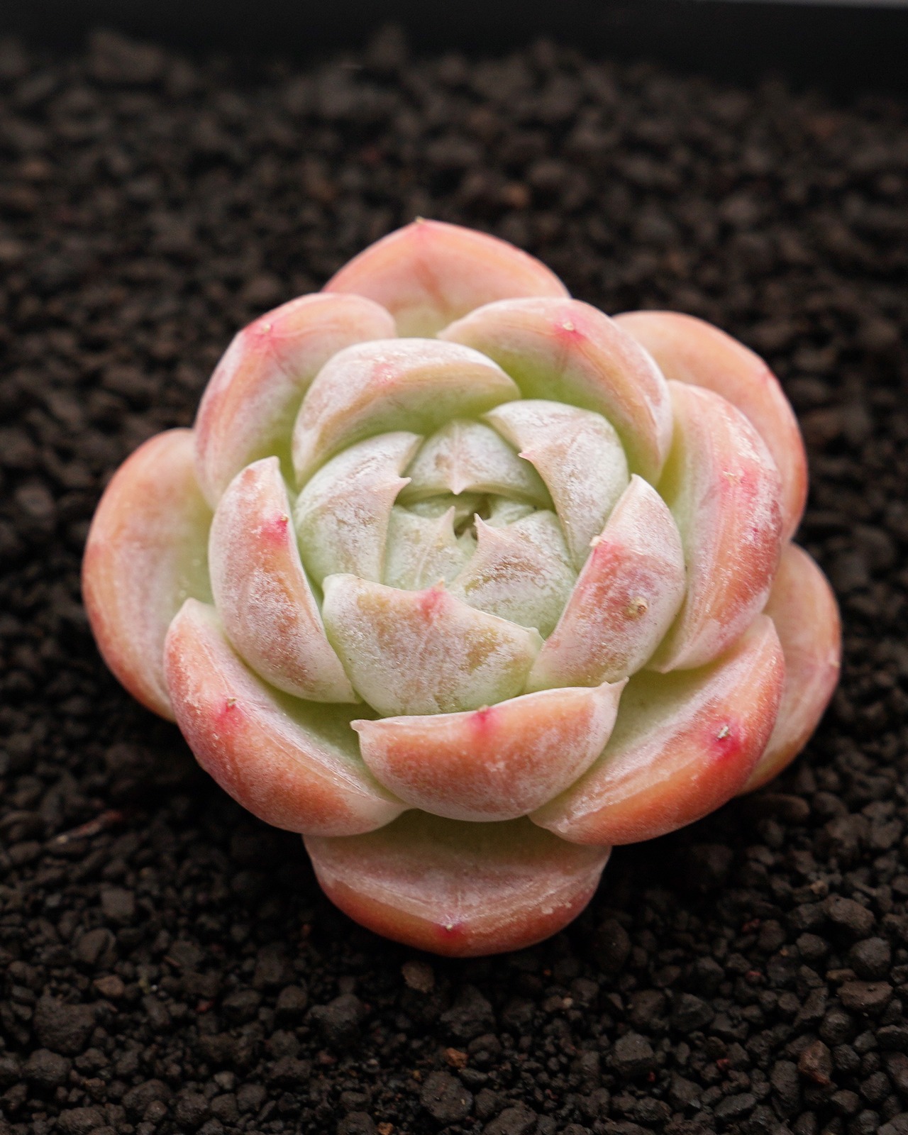 カット苗 マキアート Echeveria 'Macchiato'