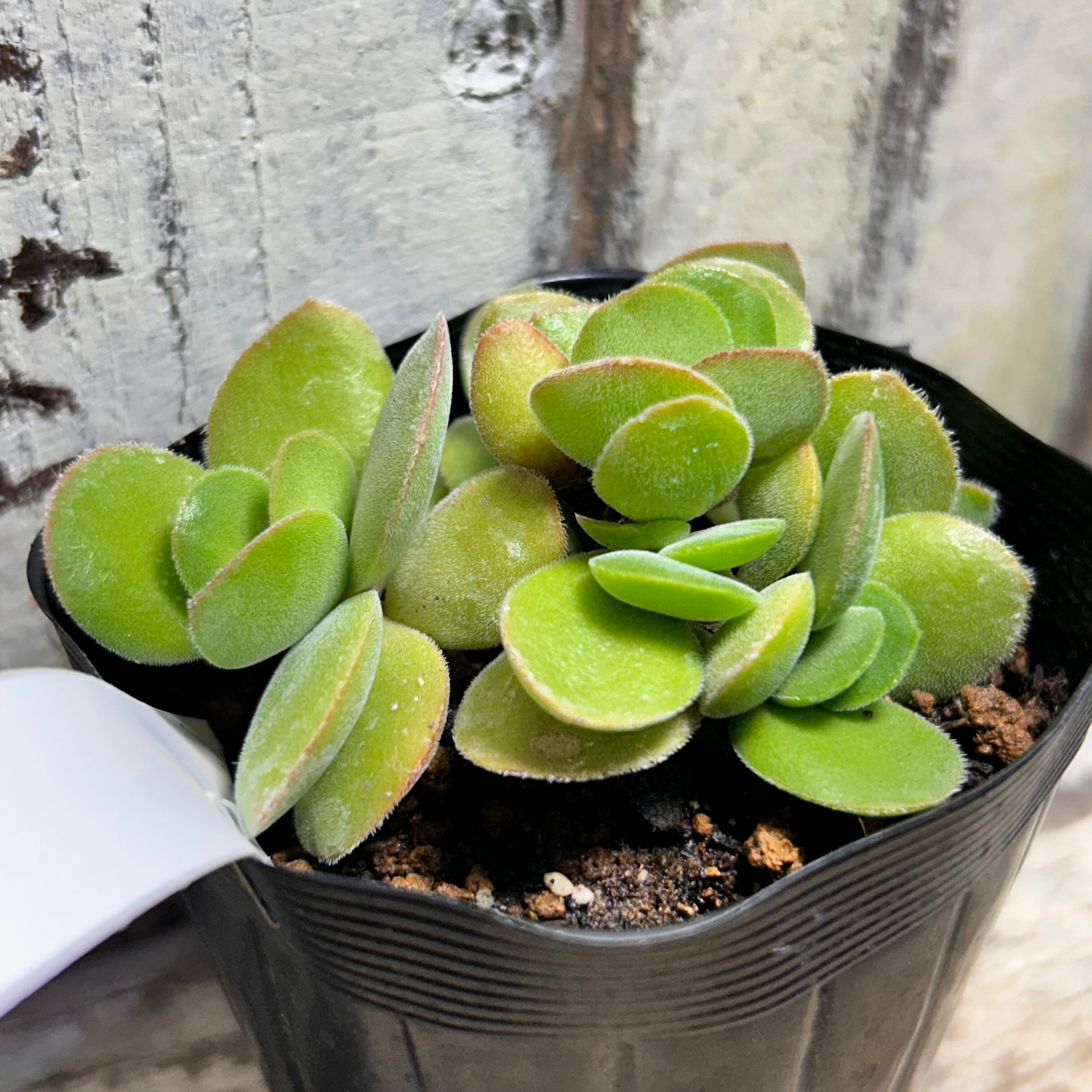 ワテルメイエリー | RuPo 多肉植物専門店