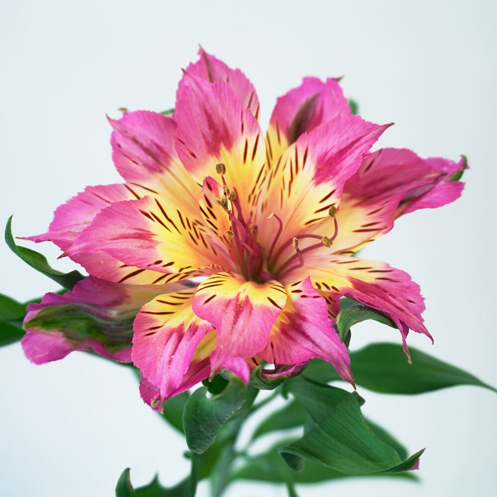 お届け日限定 美咲ファームさんから届く 希少新品種アストロノバ Mix 5本 送料込み よいはな Yoihana 最高品質のお花をお届けするネット通販