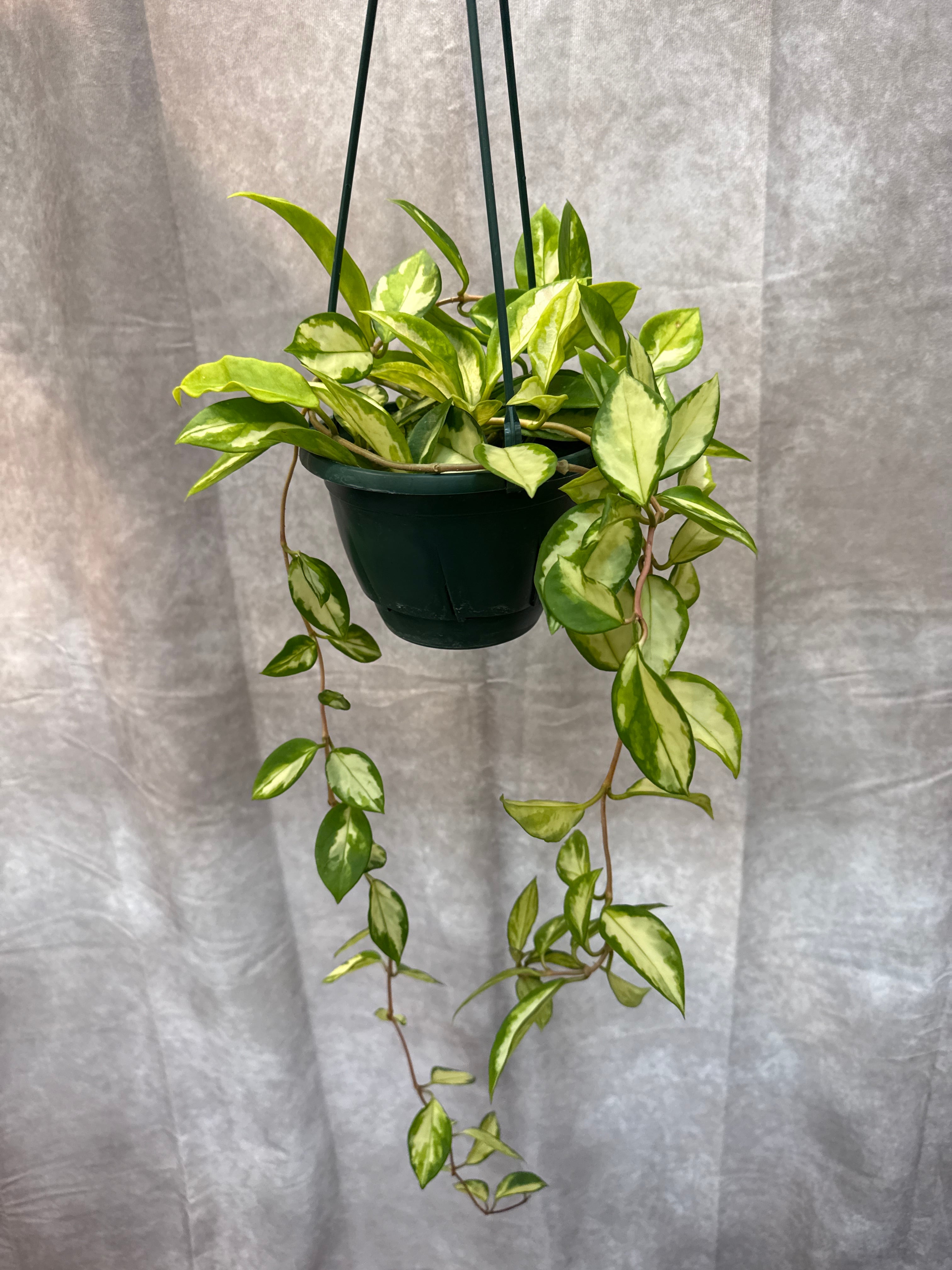 ホヤ・ディスキディア・洋蘭等 | Gardenえん 【観葉熱帯植物】