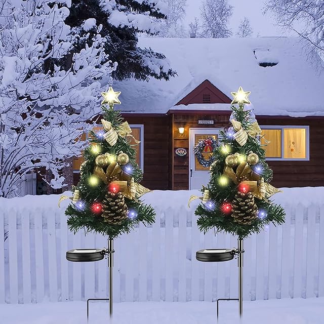 ☆珍しい植物/ディーンツリー・パイン・ブラウンシュガー/クリスマスツリーにも☆ ☆珍しい植物/ディーンツリー・パイン・ブラウンシュガー/クリスマス