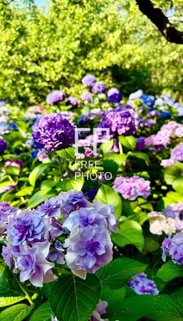 紫陽花