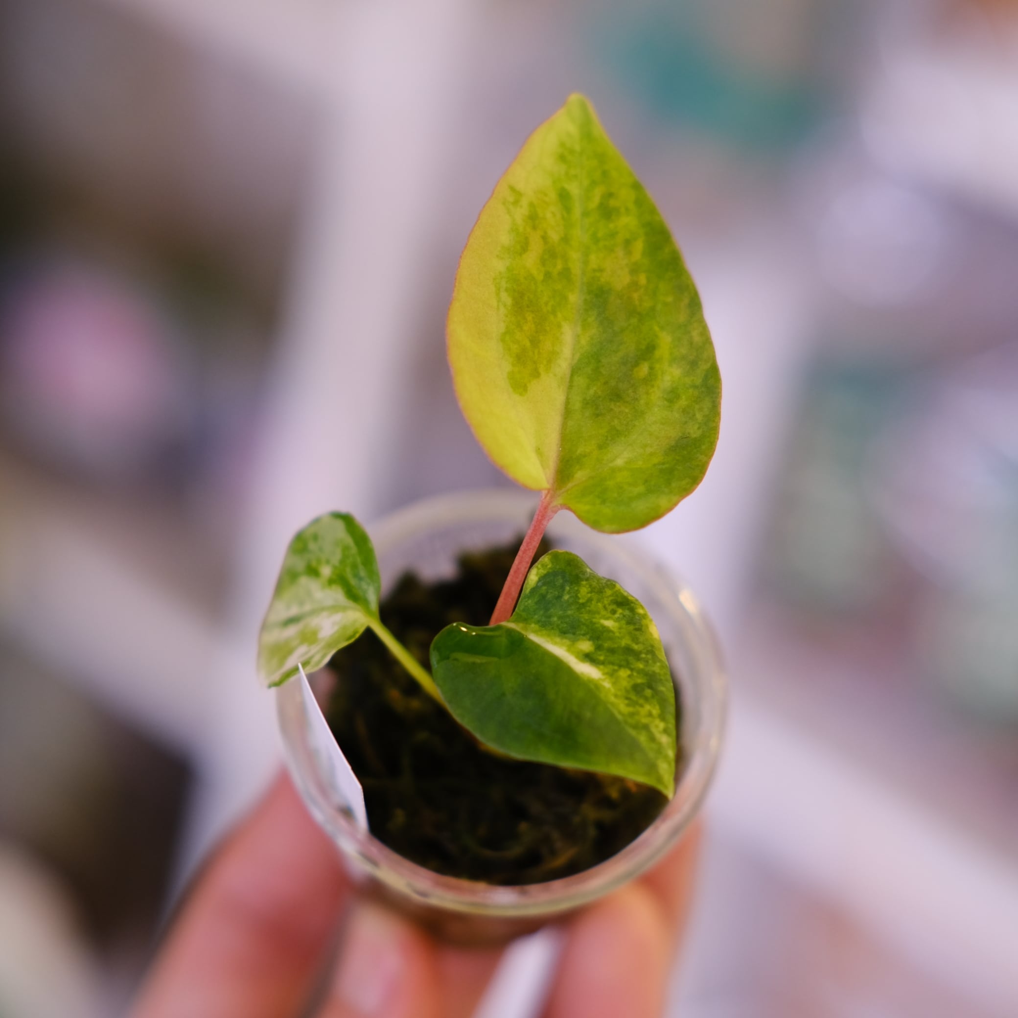 の*ら様 【斑入り!!】 Anthurium Crystallinum の*ら様 【斑入り!!】 Anthurium Crystallinum 【公式通販】