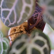 【正規】Anthurium 'Michelle' by DOC BLOCK⑫ / アンスリウム・ミシェル│観葉植物