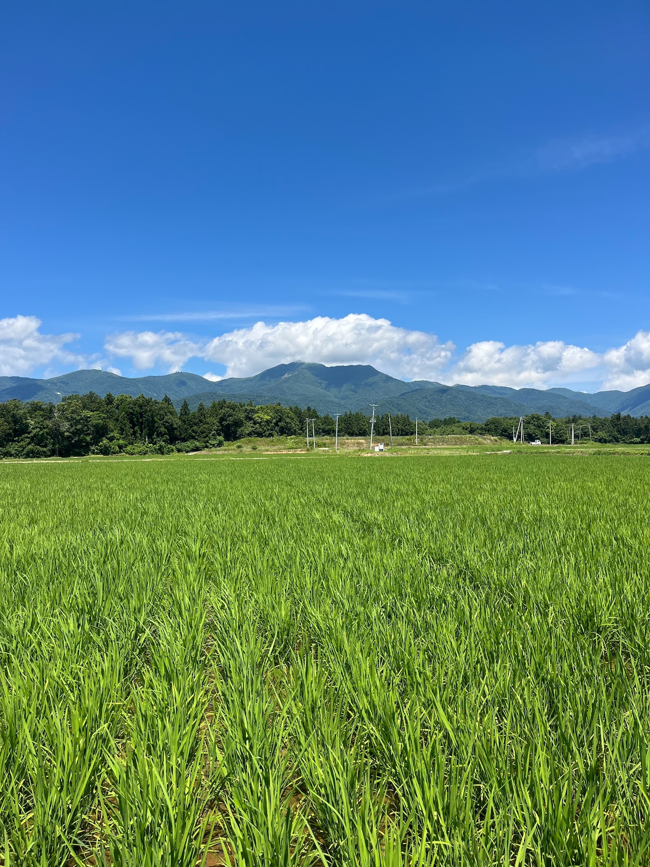 令和8年佐渡産コシヒカリ 3㎏・画像6