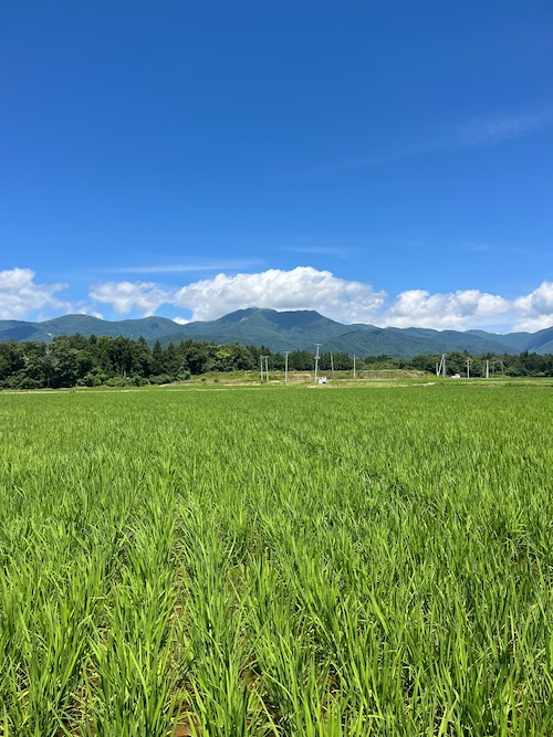令和8年佐渡産コシヒカリ 3㎏・画像6