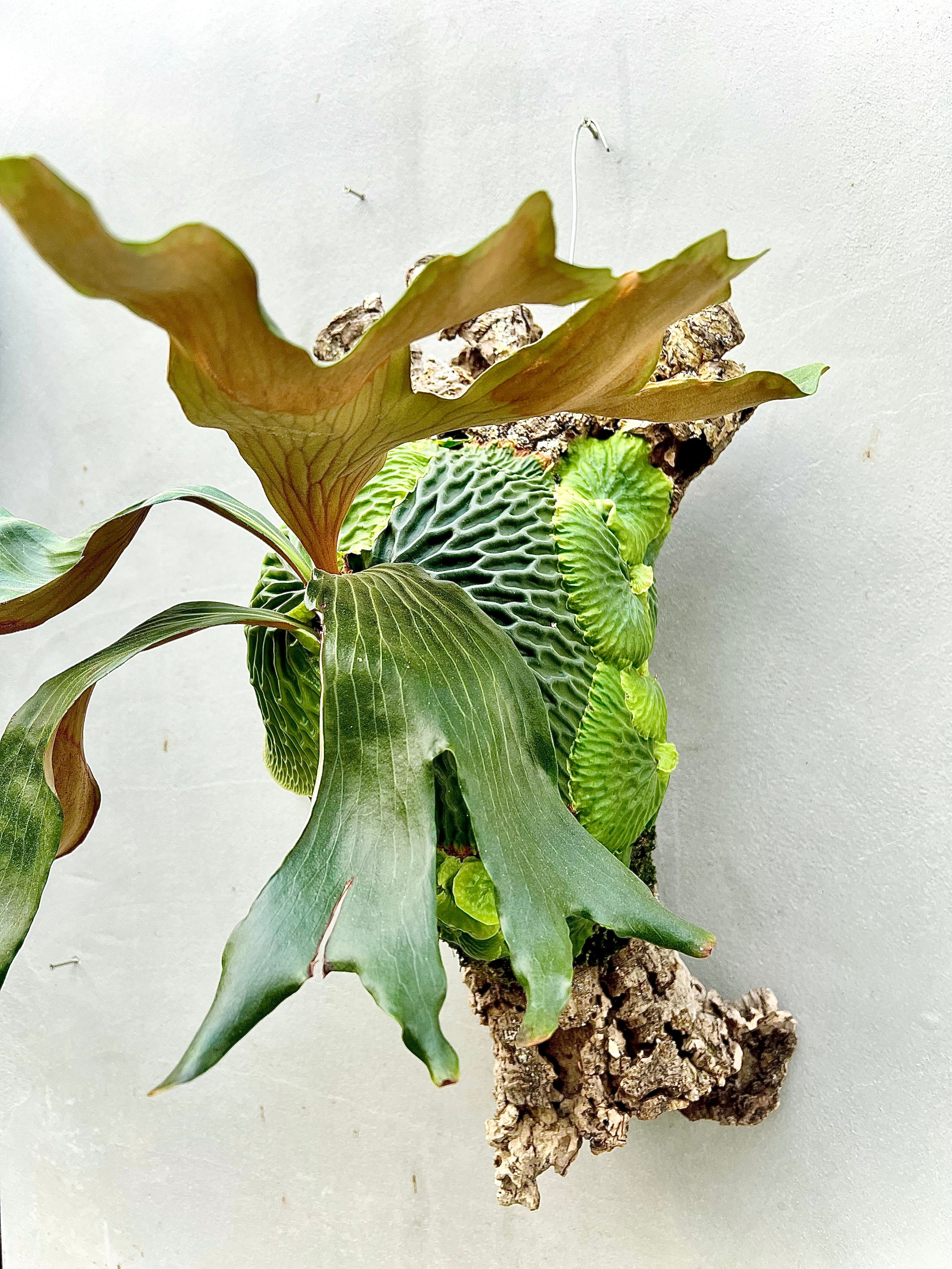 P. 'Hanuman' ビカクシダ ハヌマン | vandaka plants