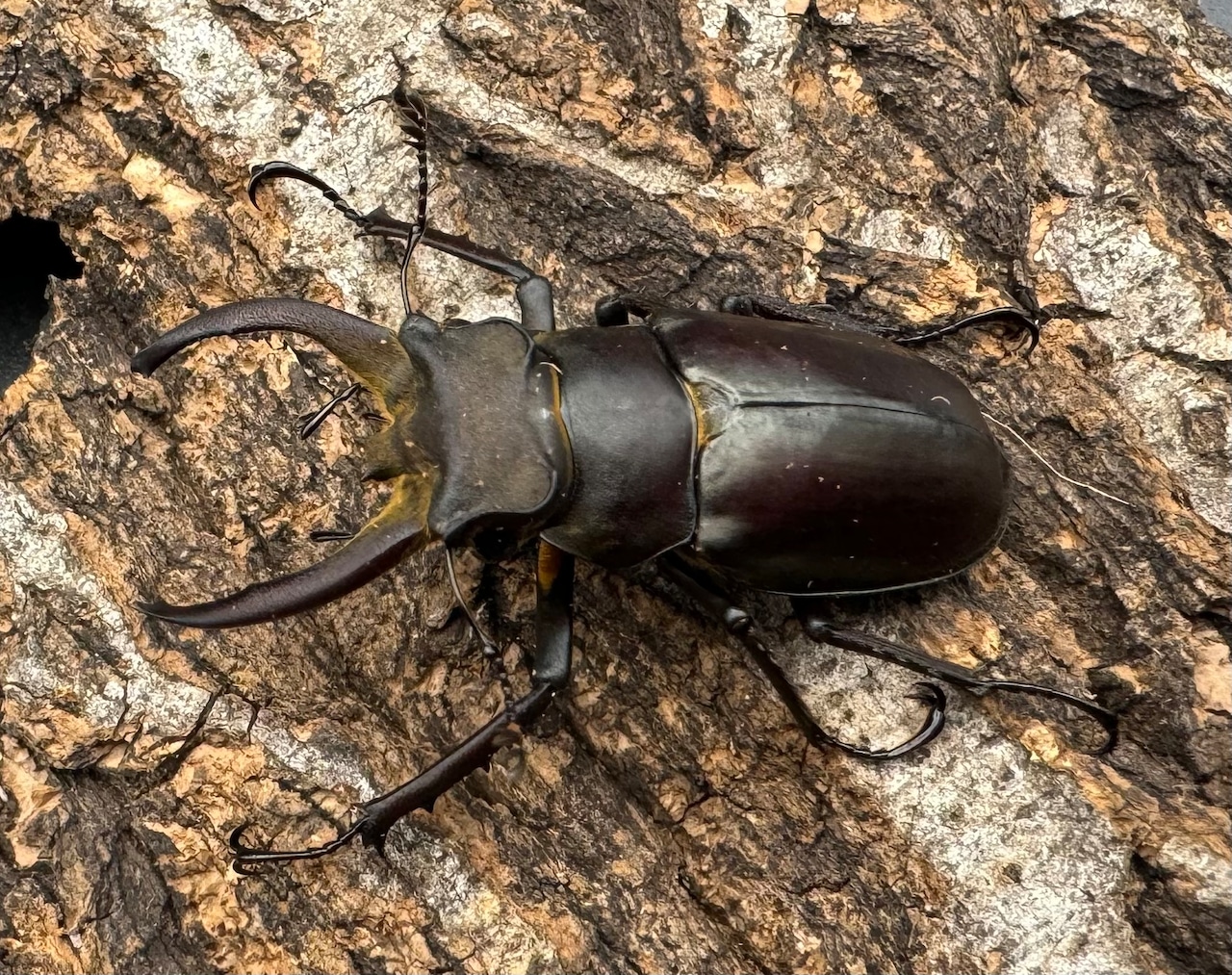 【WD】《フライミヤマクワガタ 48mm ペア》