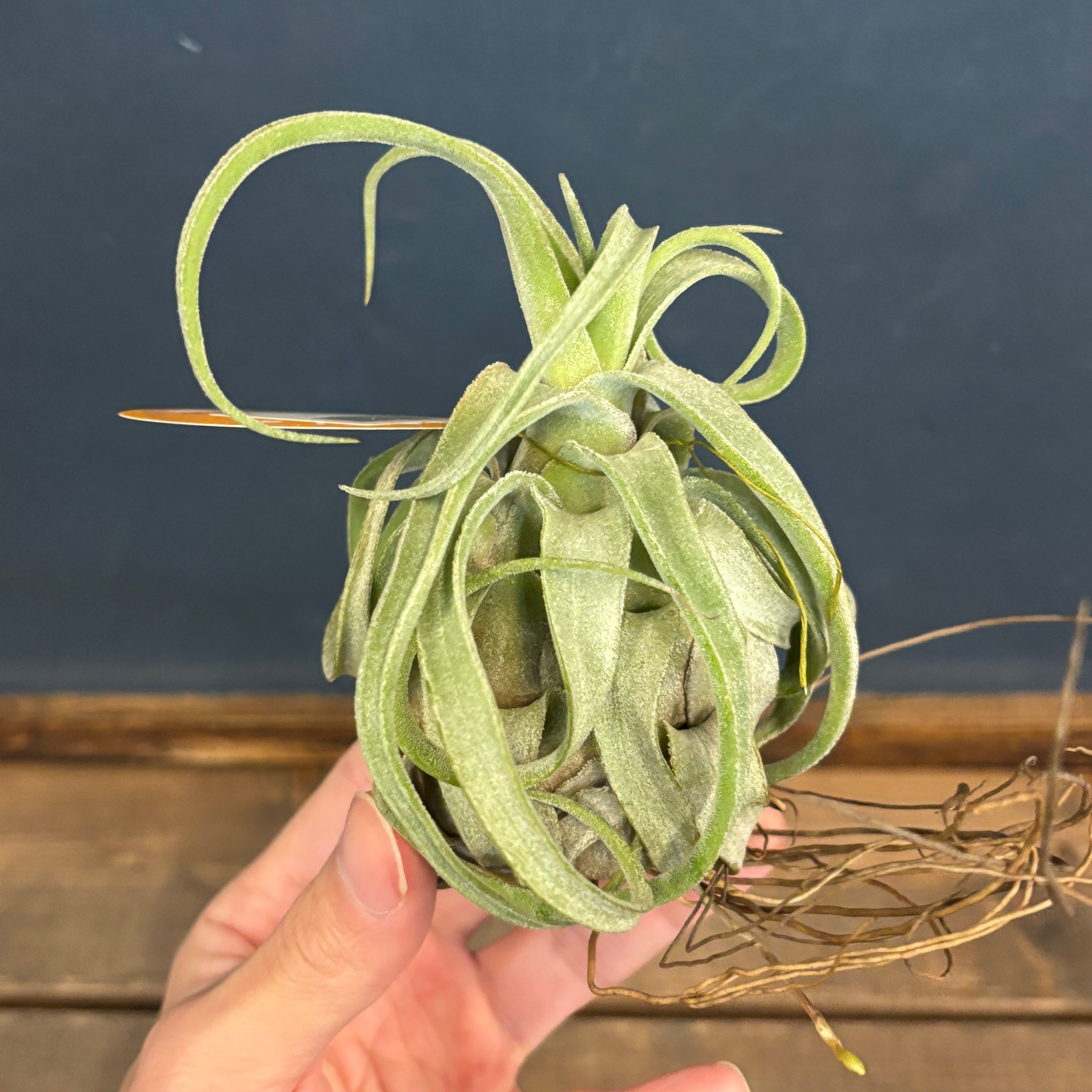 チランジア ストレプトフィラ【946】 | PROTOLEAF プロトリーフ