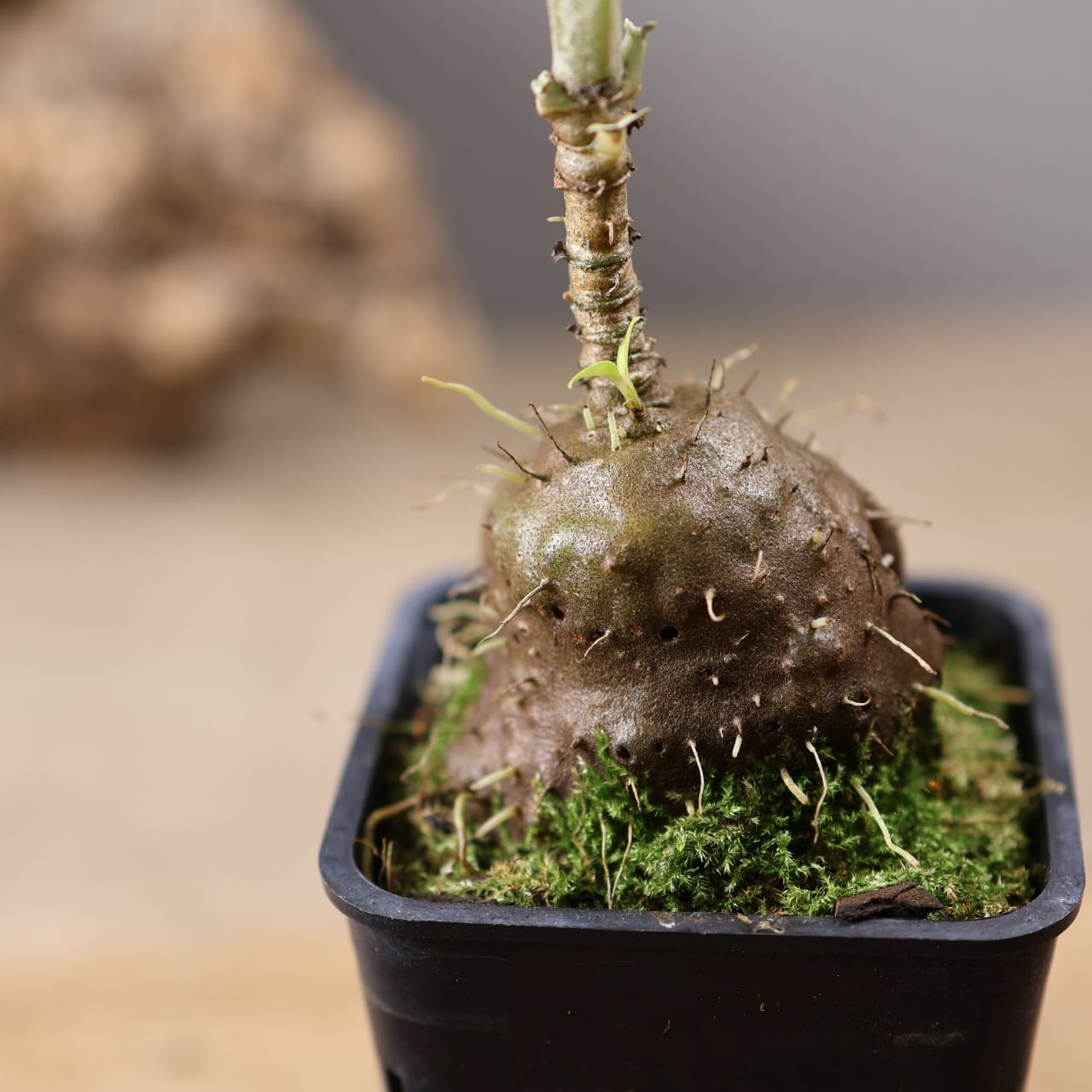 202 『アリ植物 アンソリザ・ブラクテオサ Anthorrhiza bracteosa