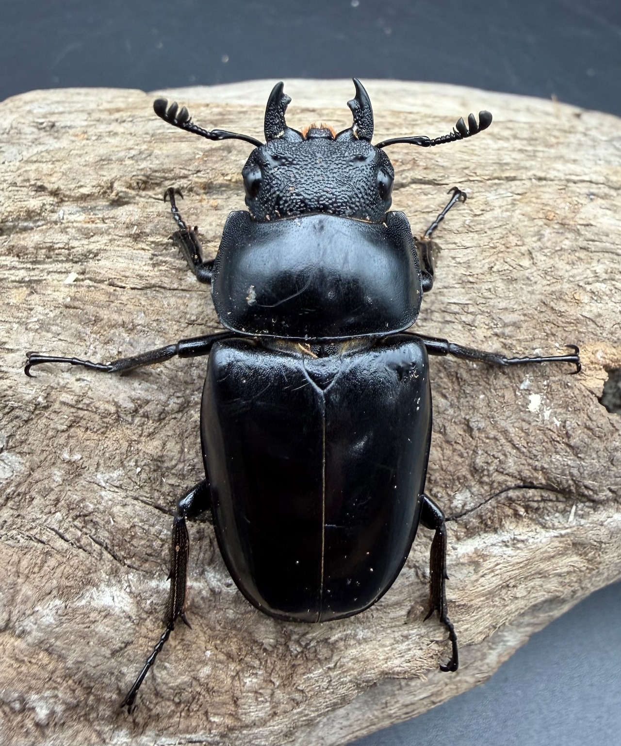 【WD】《 ギラファノコギリ亜種ボロブドゥール 96.5mm ペア》①