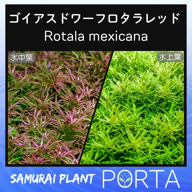 ニューラージ パールグラス 水草 前景草 （無農薬）10本 水上葉