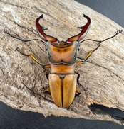 【WD】《アラガールホソアカクワガタ 63mm ペア》