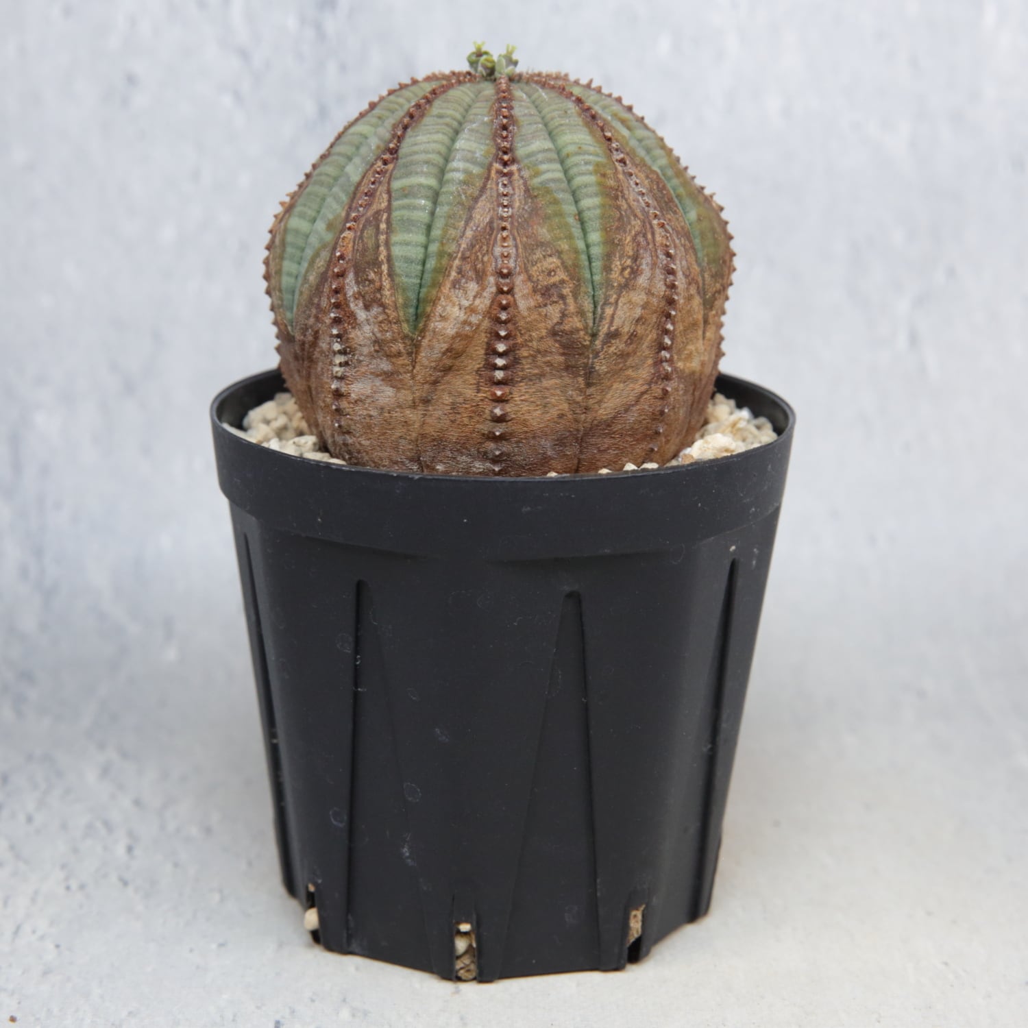 メス株 木質化 美模様 ラギット オベサ / ユーフォルビア | LIGHTHOUSE