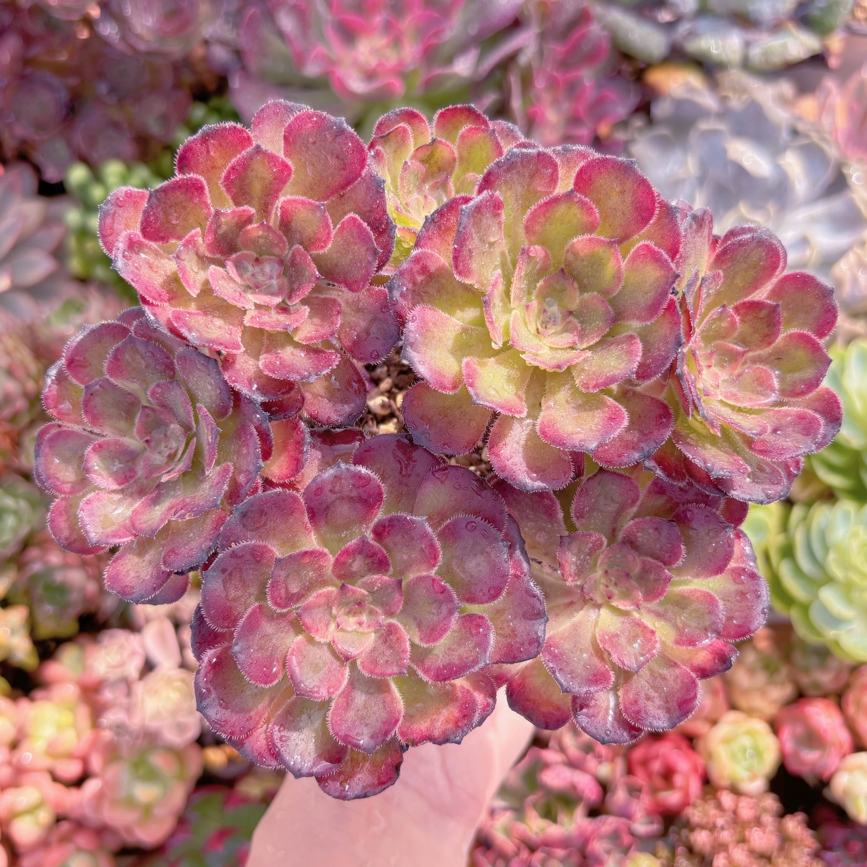 現品　ブラックチェリー#F042　大群生　るる農園