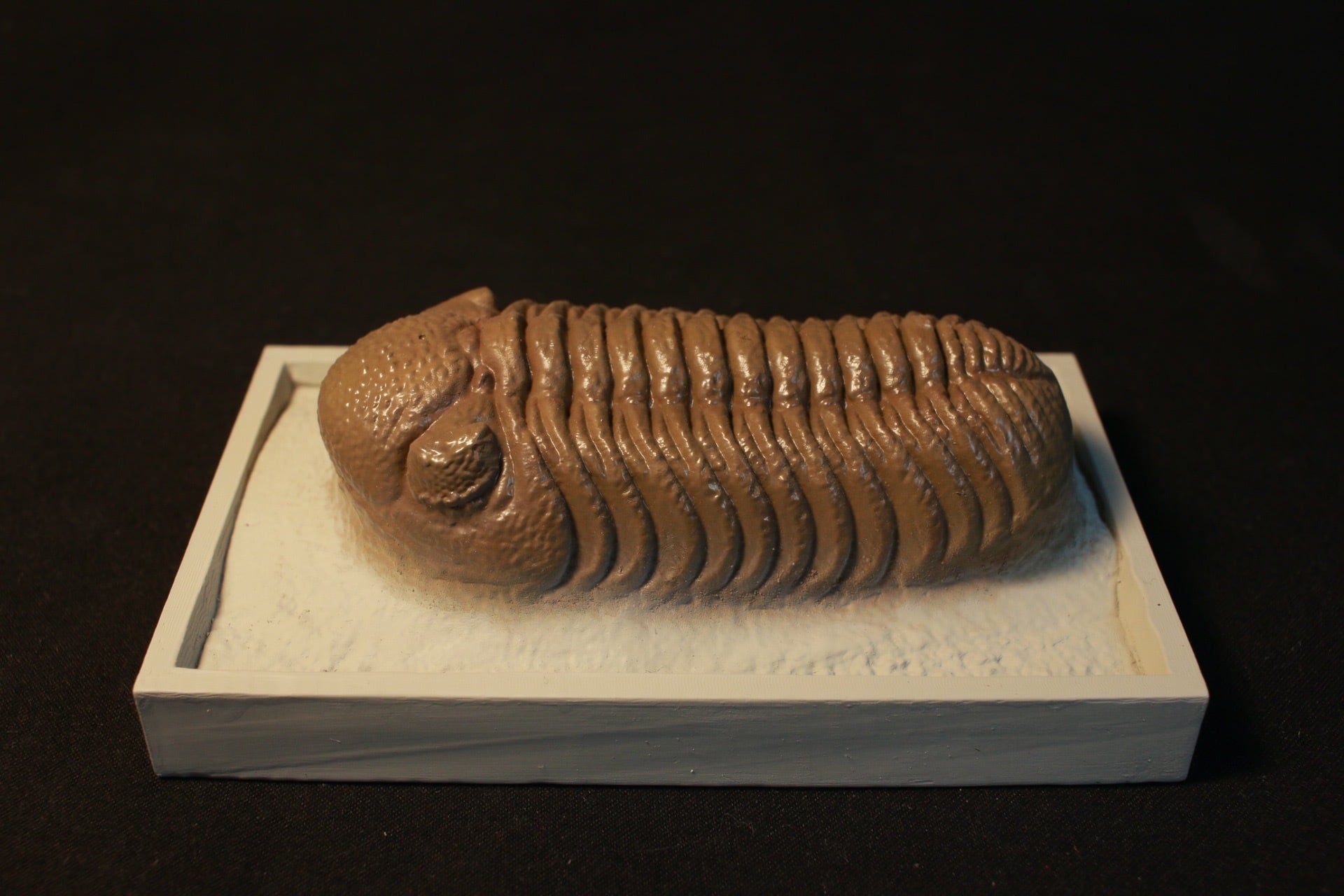 三葉虫 プリオメラ [TB12] 化石 【公式通販】