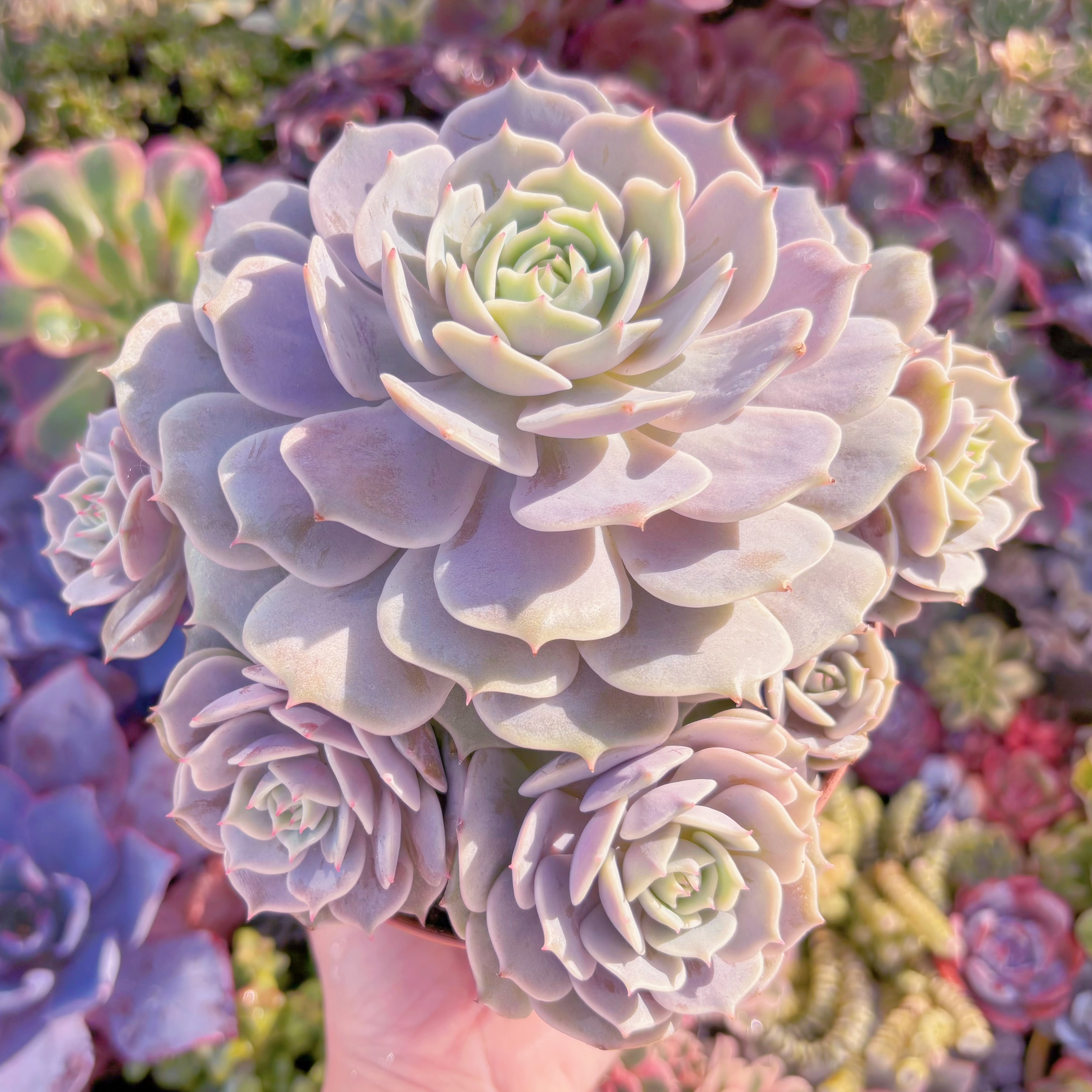 現品　ローラ#A019　大群生　新入荷　るる農園