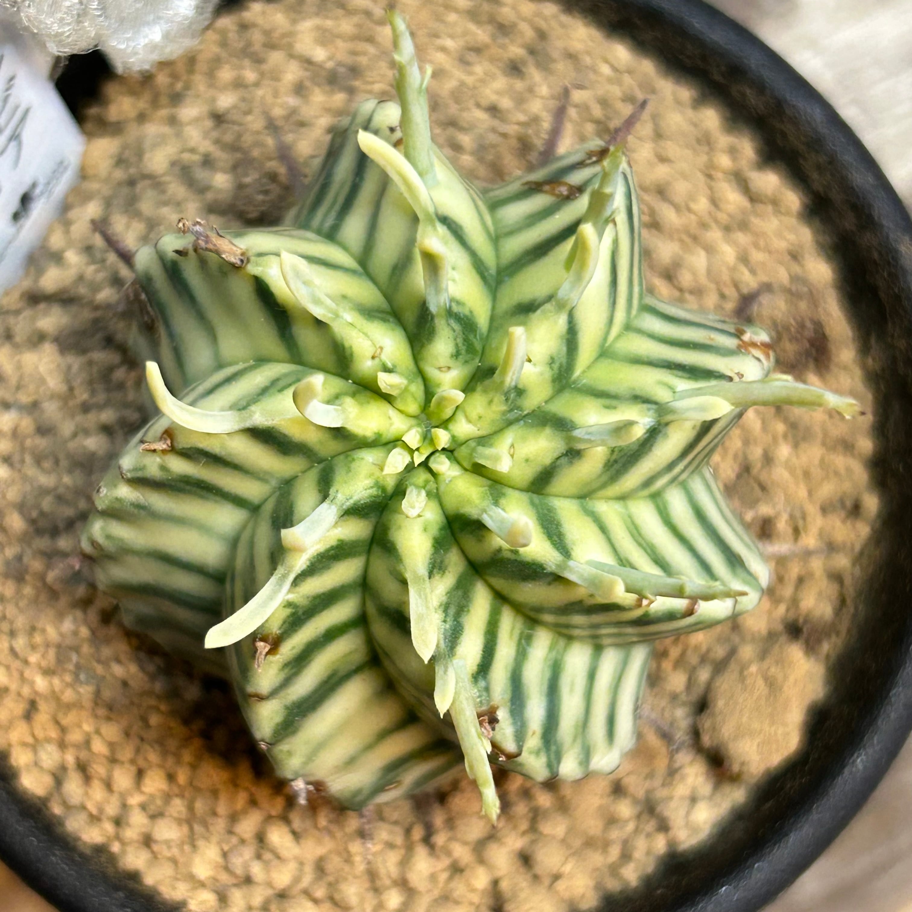 B)ユーフォルビア メロフォルミス錦 | RuPo 多肉植物専門店