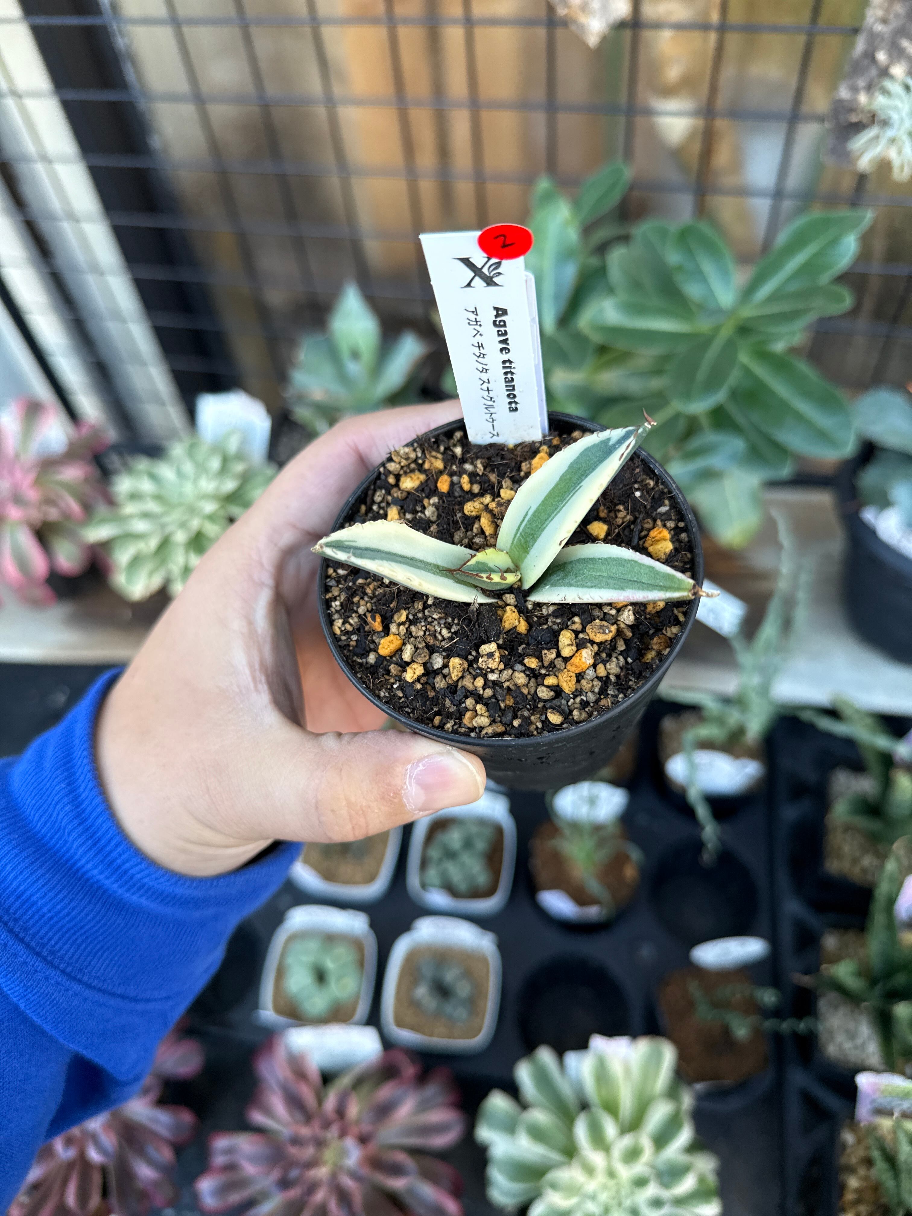 ［やまゆ］多肉植物アガベ　チタノタ　スナグルトゥース 35株 やまゆ］多肉植物アガベ チタノタ スナグルトゥース 35株 楽天市場