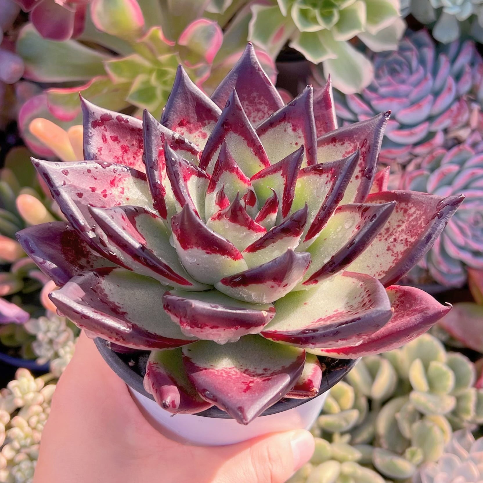 多肉植物 黒魔王 大苗 新入荷 るる農園 | るる農園~多肉植物専門