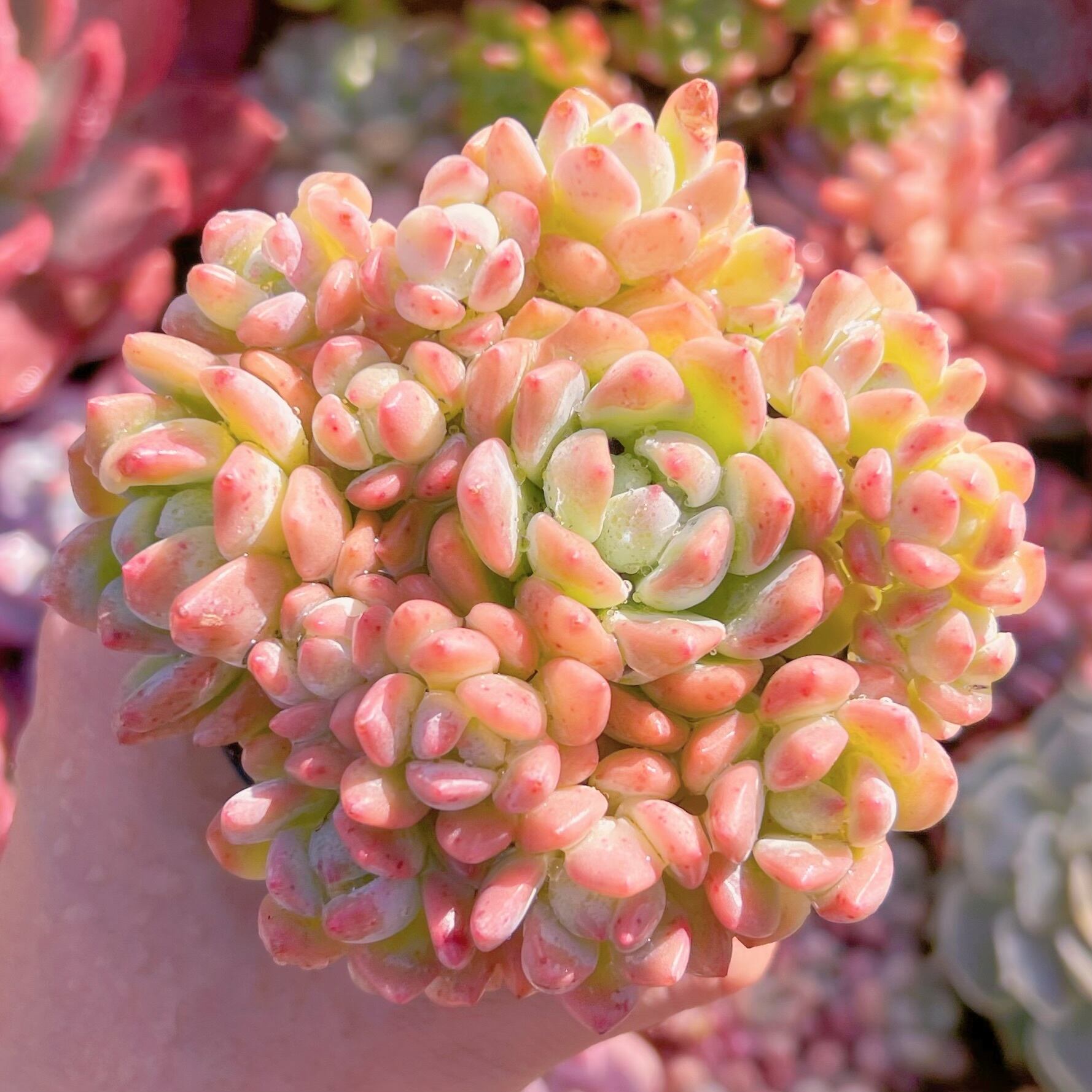 現品　プロリフェラxラウル#860   群生　新入荷