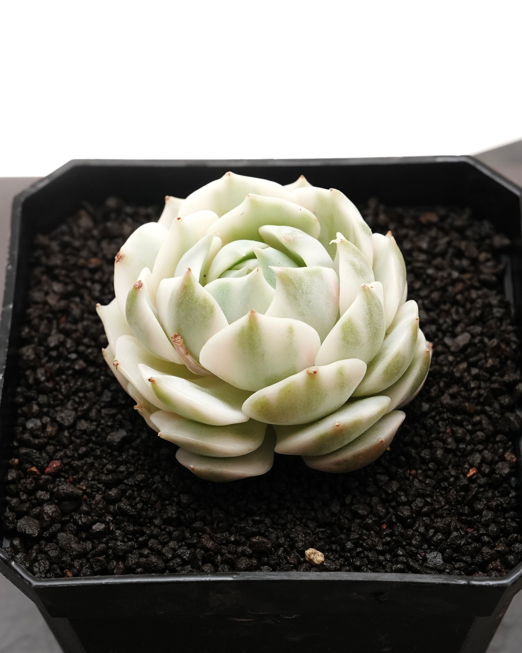 Top【選抜株】多肉植物 24804スノーボール 錦 24個 鉢無し/脱土 【公式