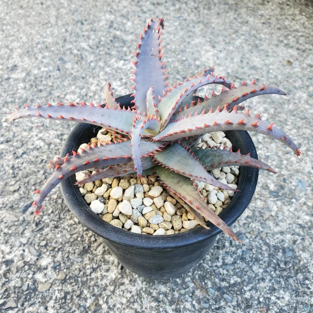 F00356_Aloe 'Chiristmas Carol' x castilloniae：アロエ