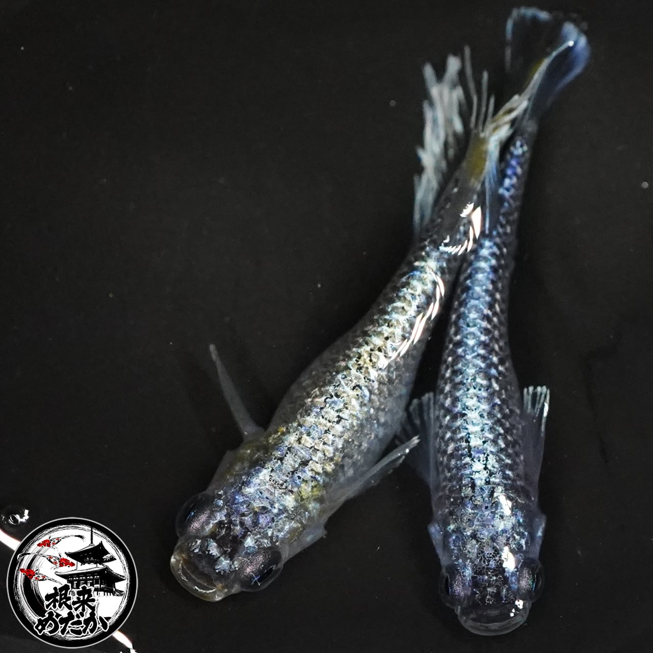 【1ペア】マーメイドパール 　　夢中めだか様直系　