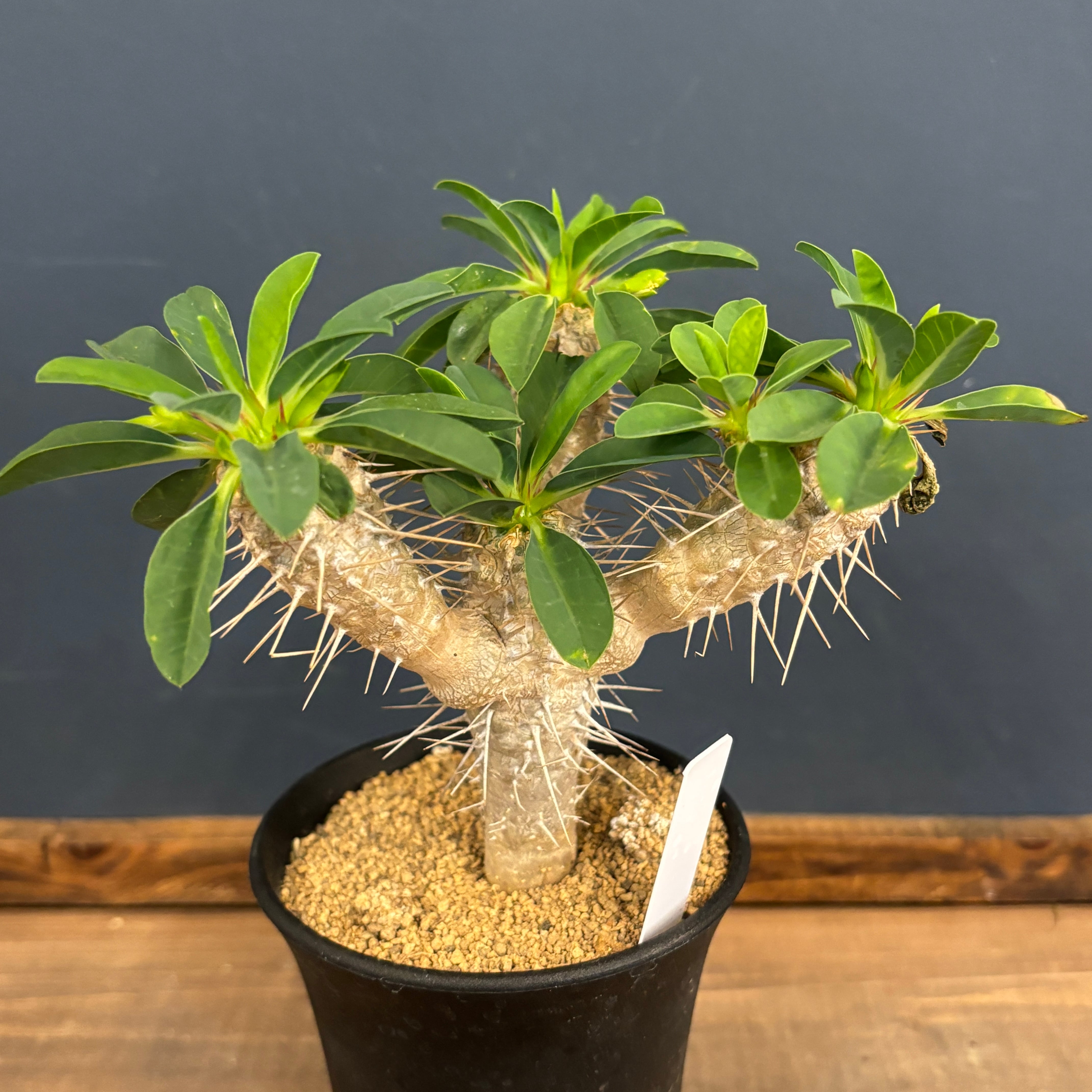 ユーフォルビア　ギラウミニアナ ユーフォルビア ギラウミニアナ【355】 | PROTOLEAF プロトリーフ