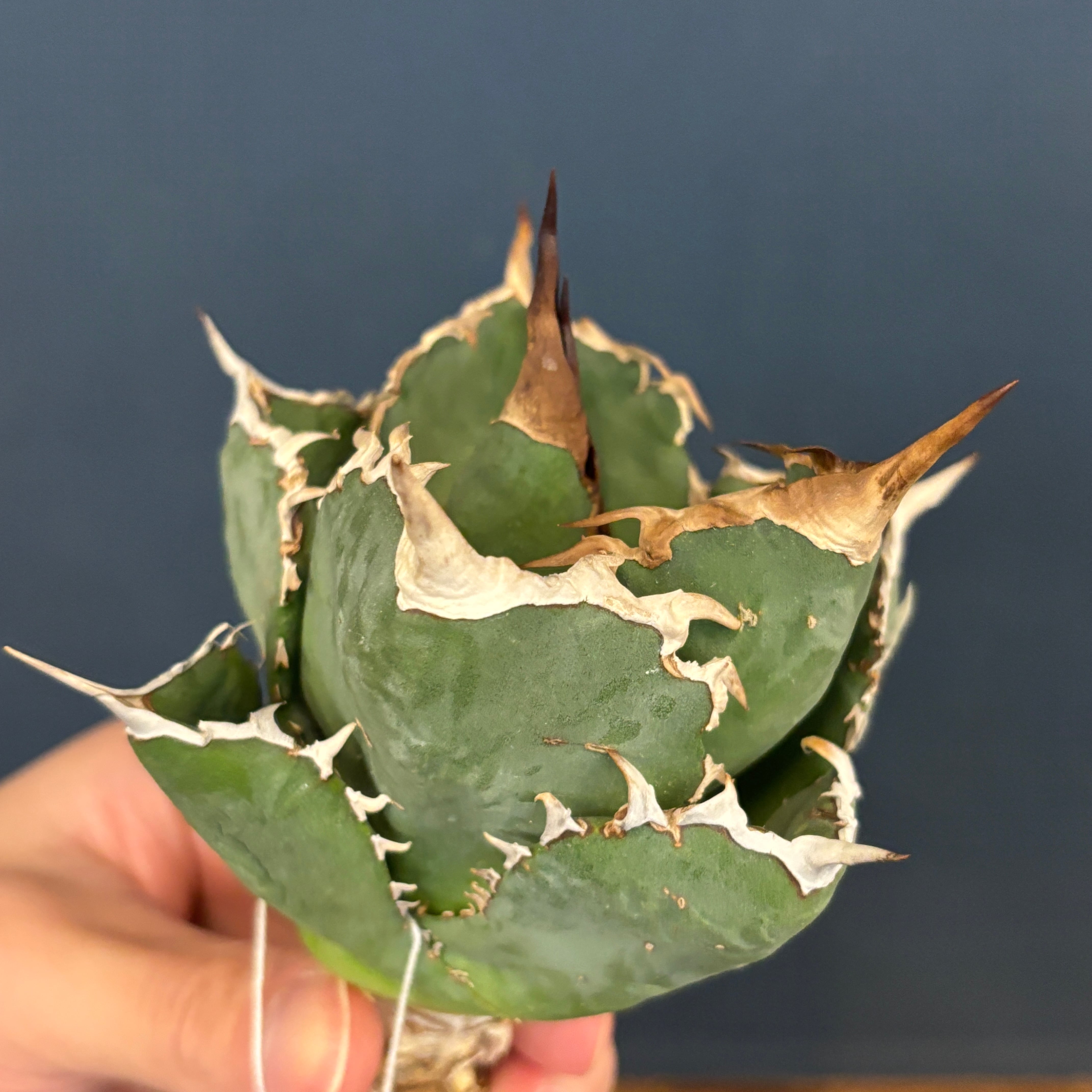 アガベ　チタノタ　タランチュラ　イラン株　③ REZA産】イラン株 選抜 アガベ チタノタ タランチュラ Tarantula