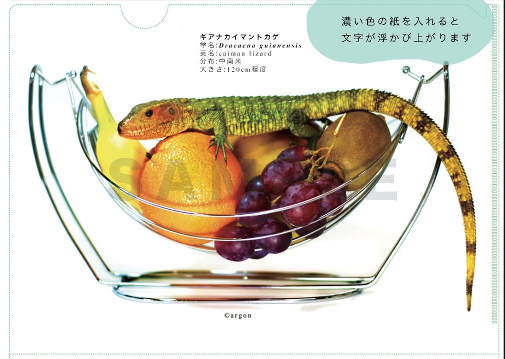 トカゲの王 クリアファイル トカゲの王 クリアファイル トカゲの王 クリアファイル トカゲの王