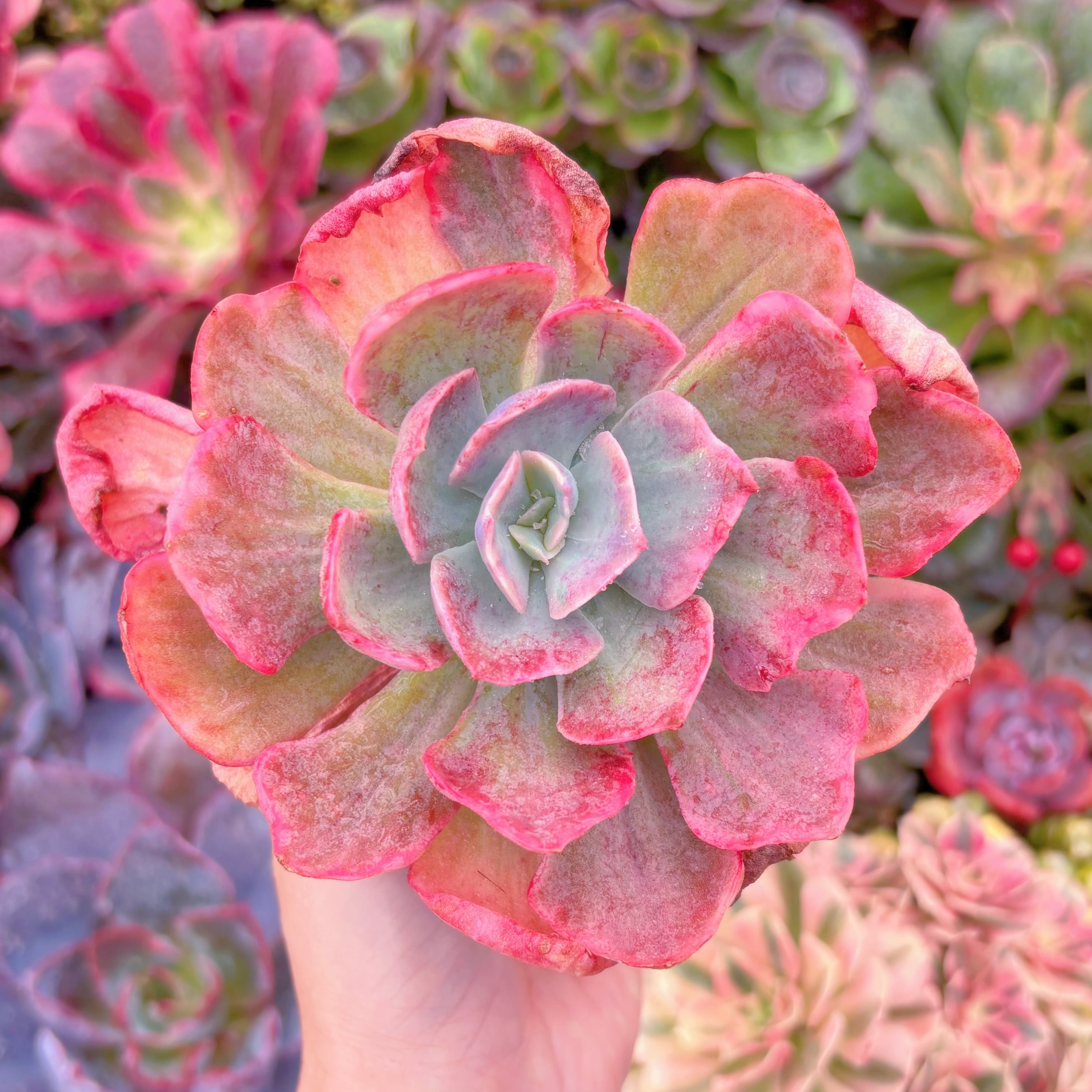 現品　ディックライト錦#F043　新入荷　るる農園