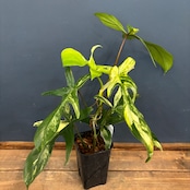 フィロデンドロン フロリダビューティー【807】