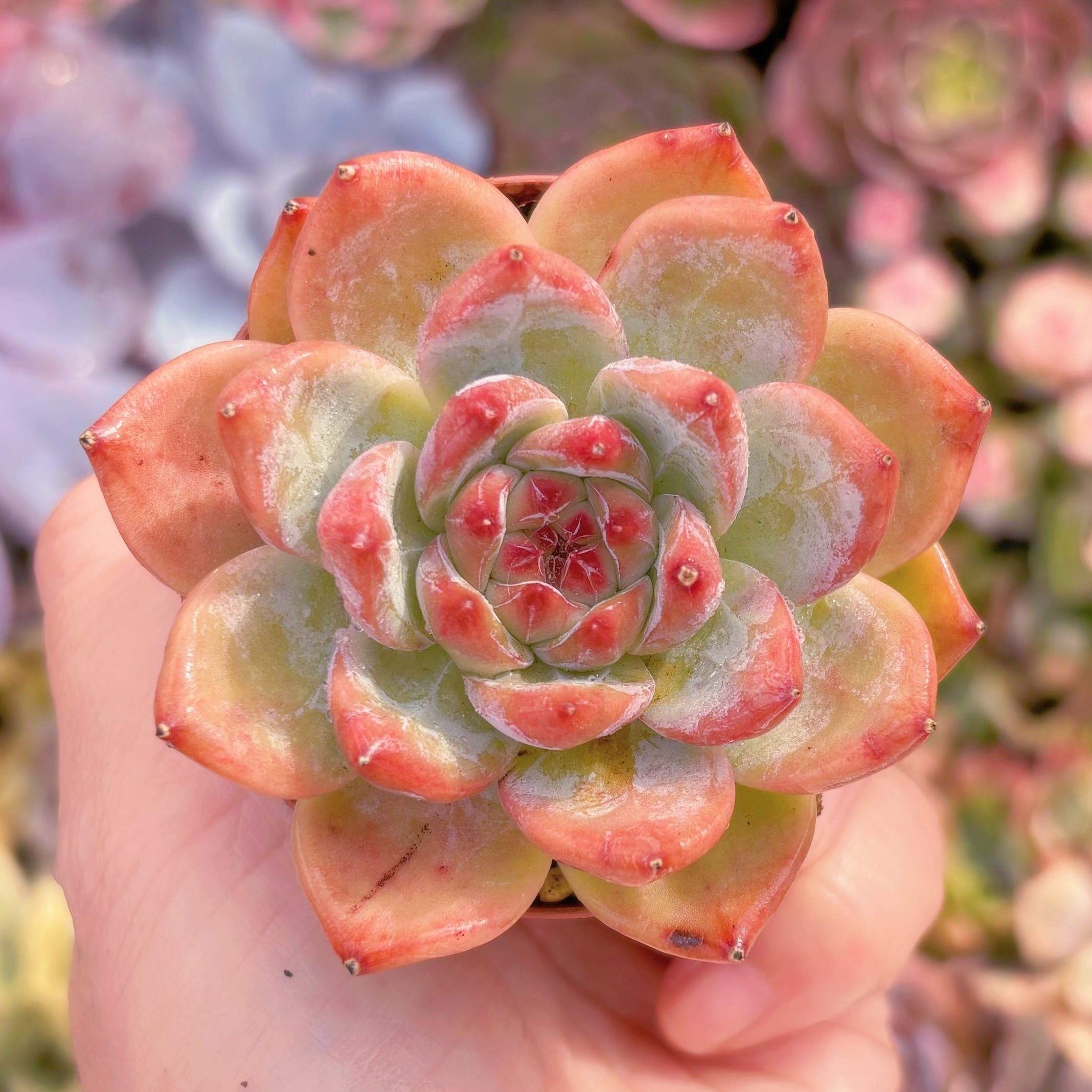 現品　ダイヤモンドコロラータ#A072　るる農園