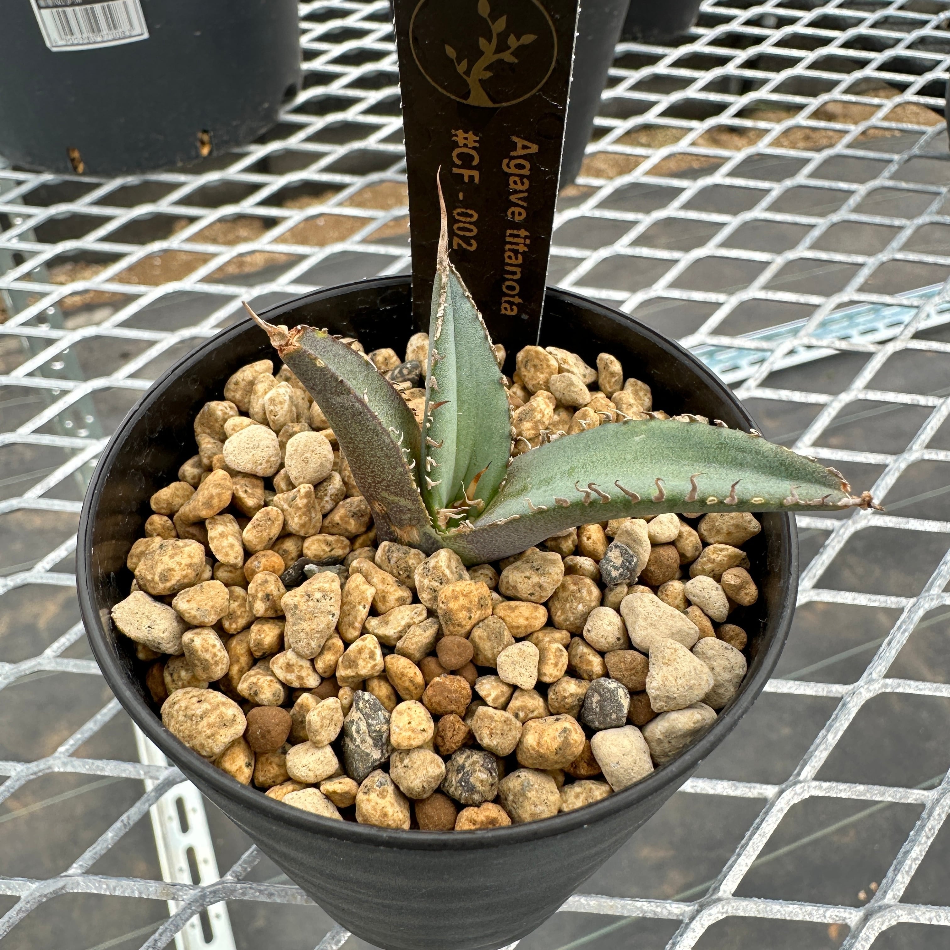 Agave titanota(アガベ チタノタ )＃CF-002 子株 発根済 | Plants by