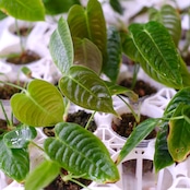 Anthurium Veitchii / アンスリウム・ベイチー【お得なまとめ売り】