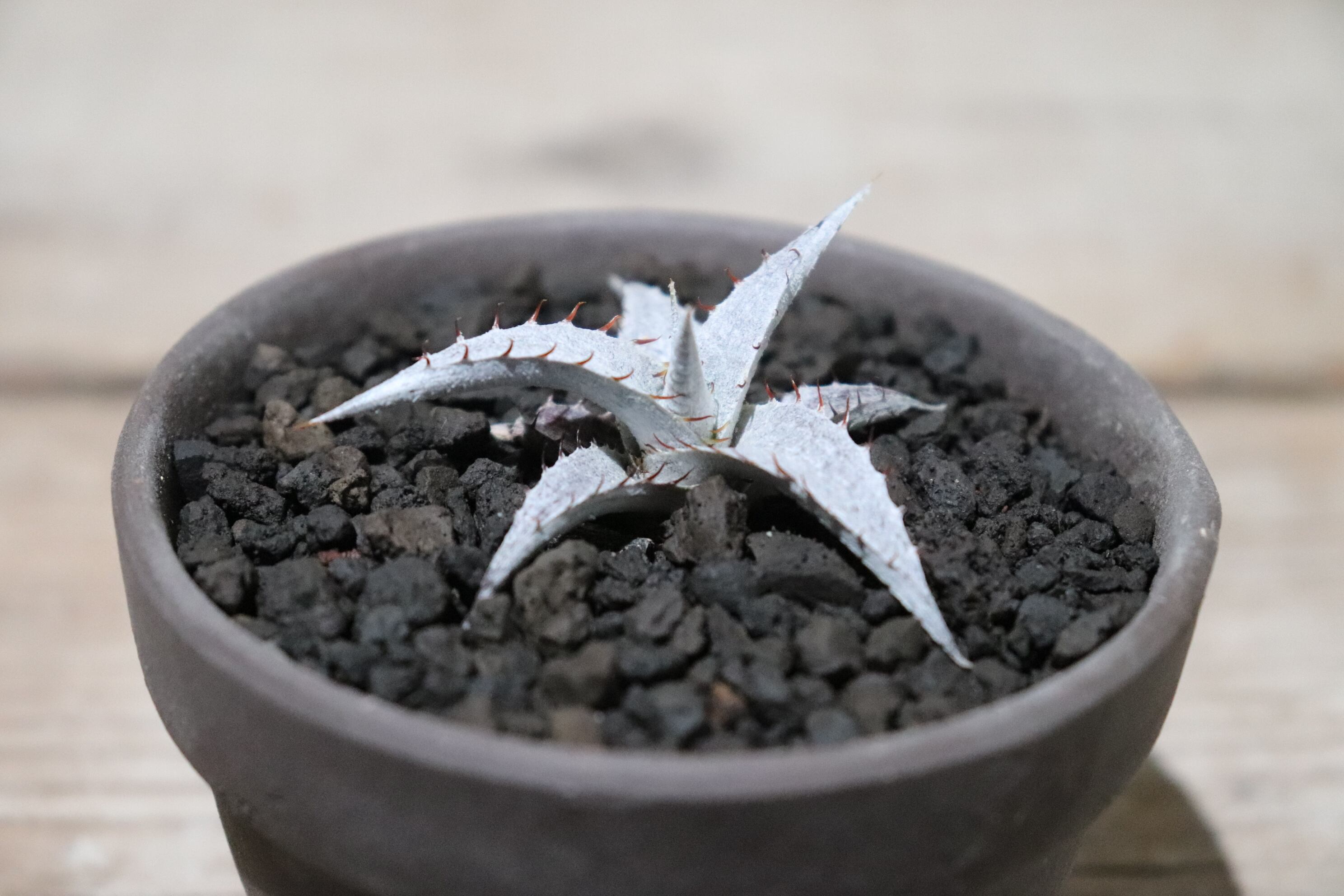 reserved】braunii seedling〔ディッキア〕現品発送D0341 | plane plants