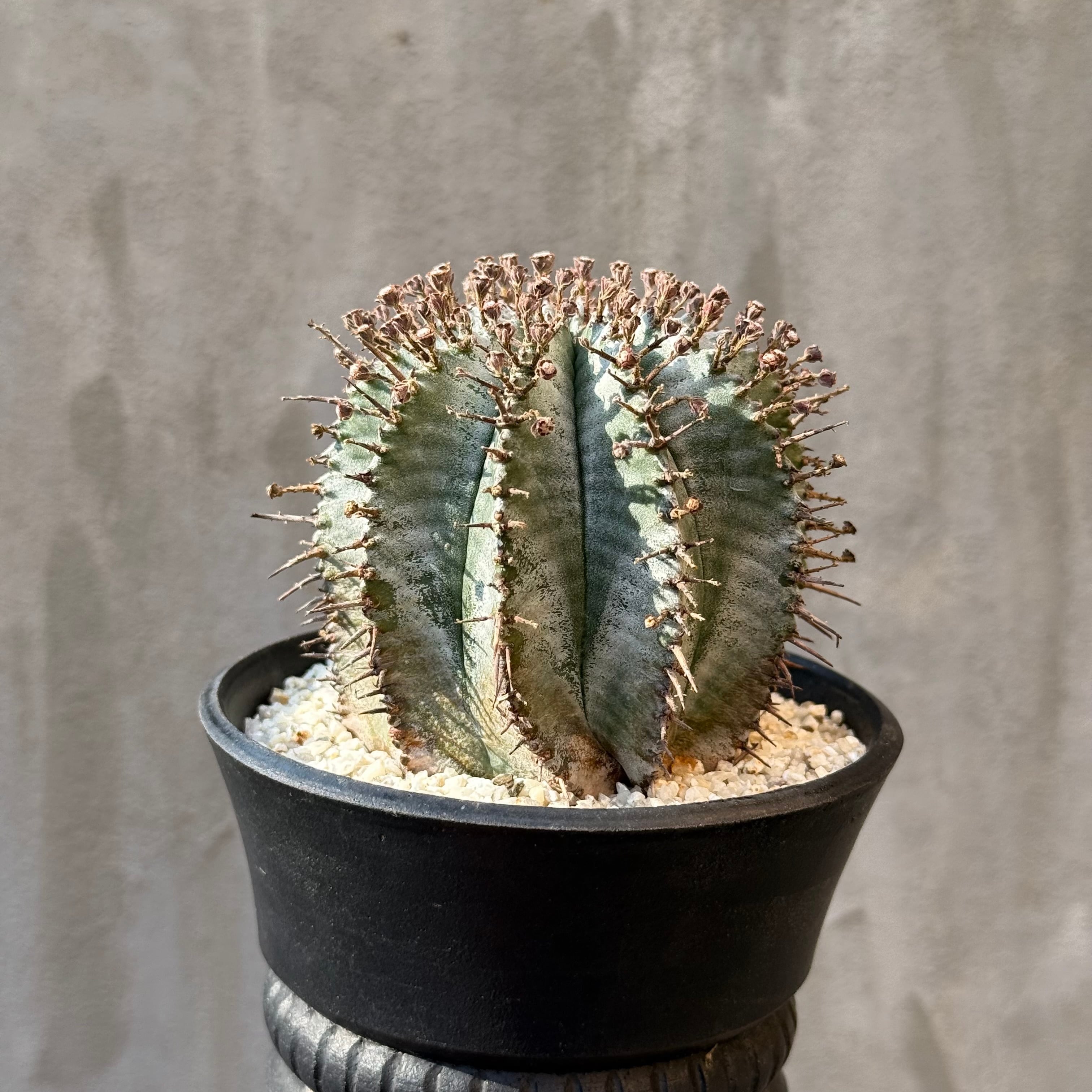 植物×鉢】 ユーフォルビア ホリダ 美株 × WILD FIRE＜台湾＞ 陶器鉢