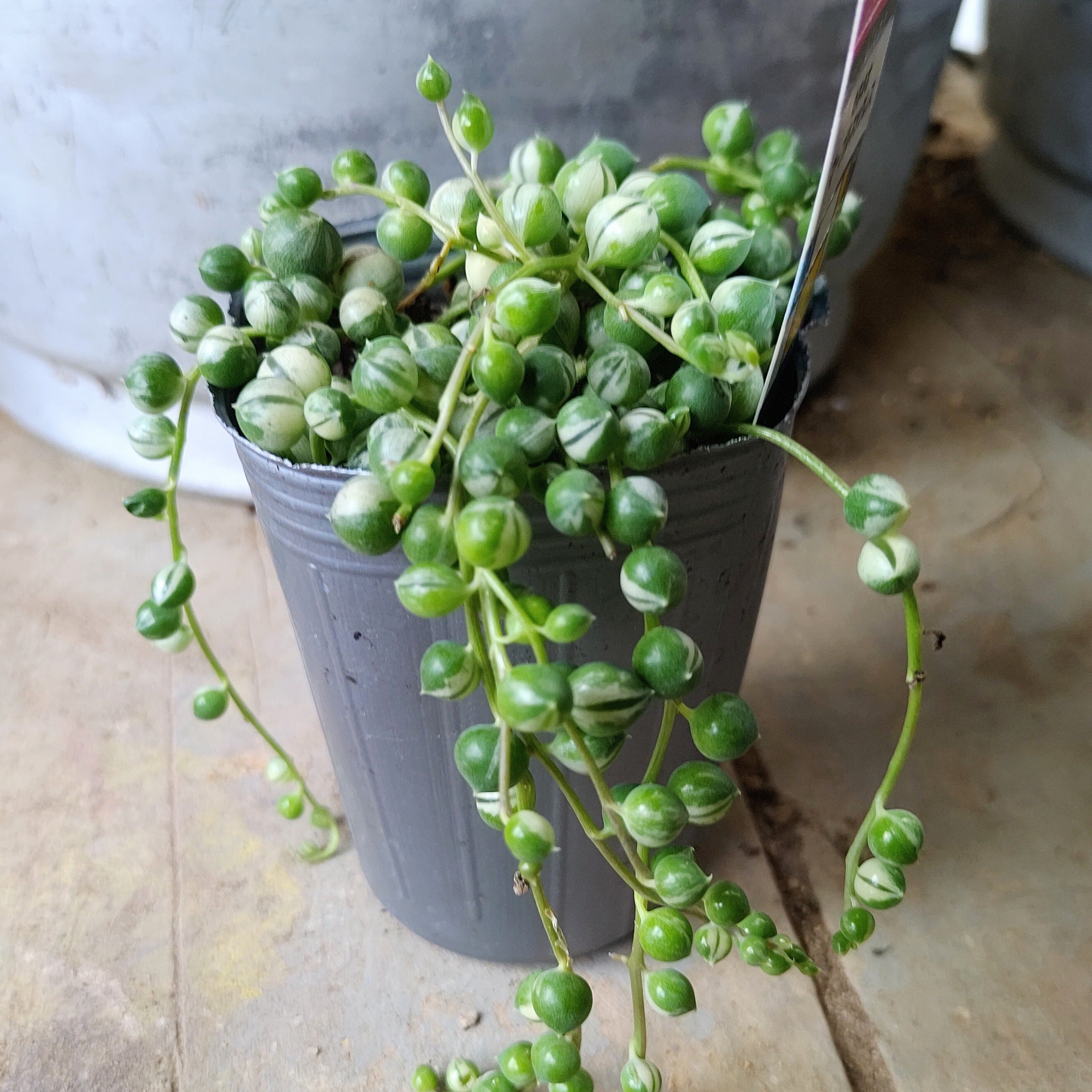 マーブルネックレス（斑入りグリーンネックレス） | RuPo 多肉植物専門店