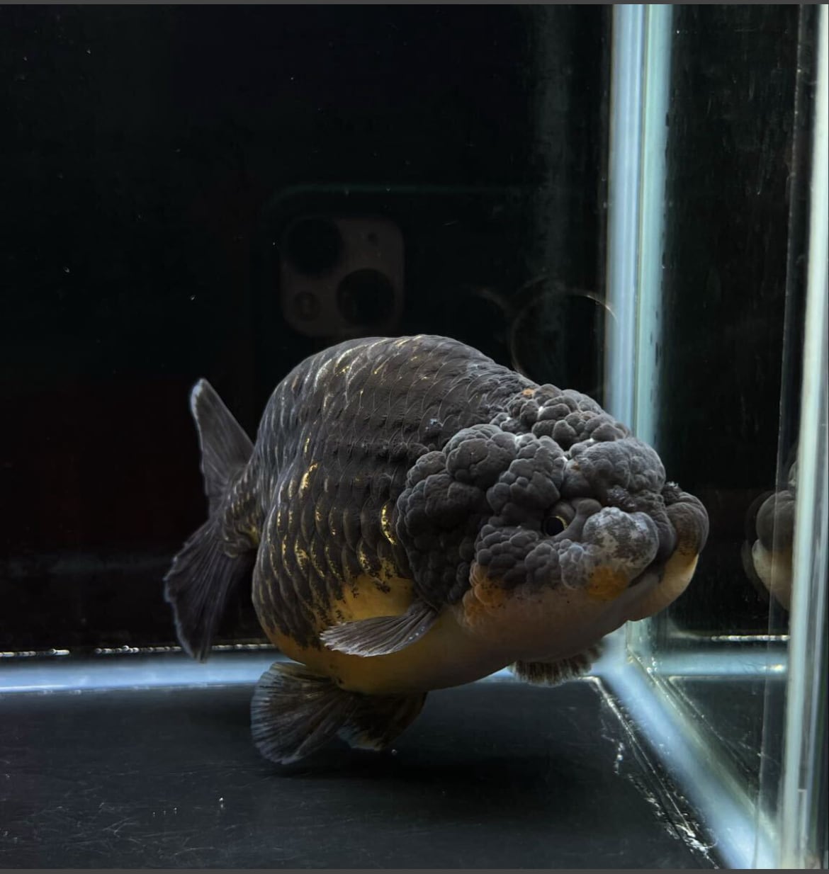 中国便 麒麟らんちゅう 江戸錦 極上美魚 金魚