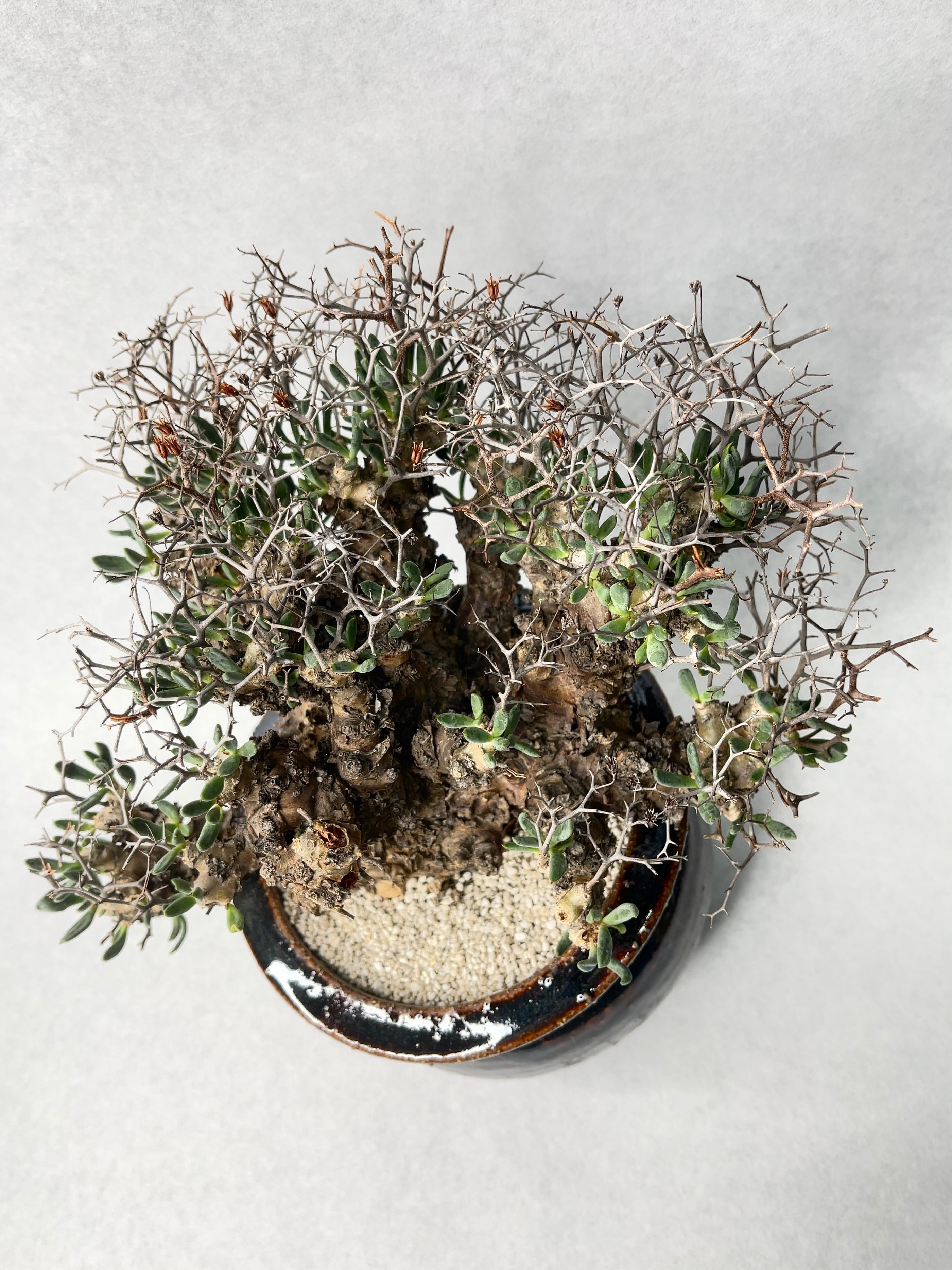 チレコドン・万物想 | trigger