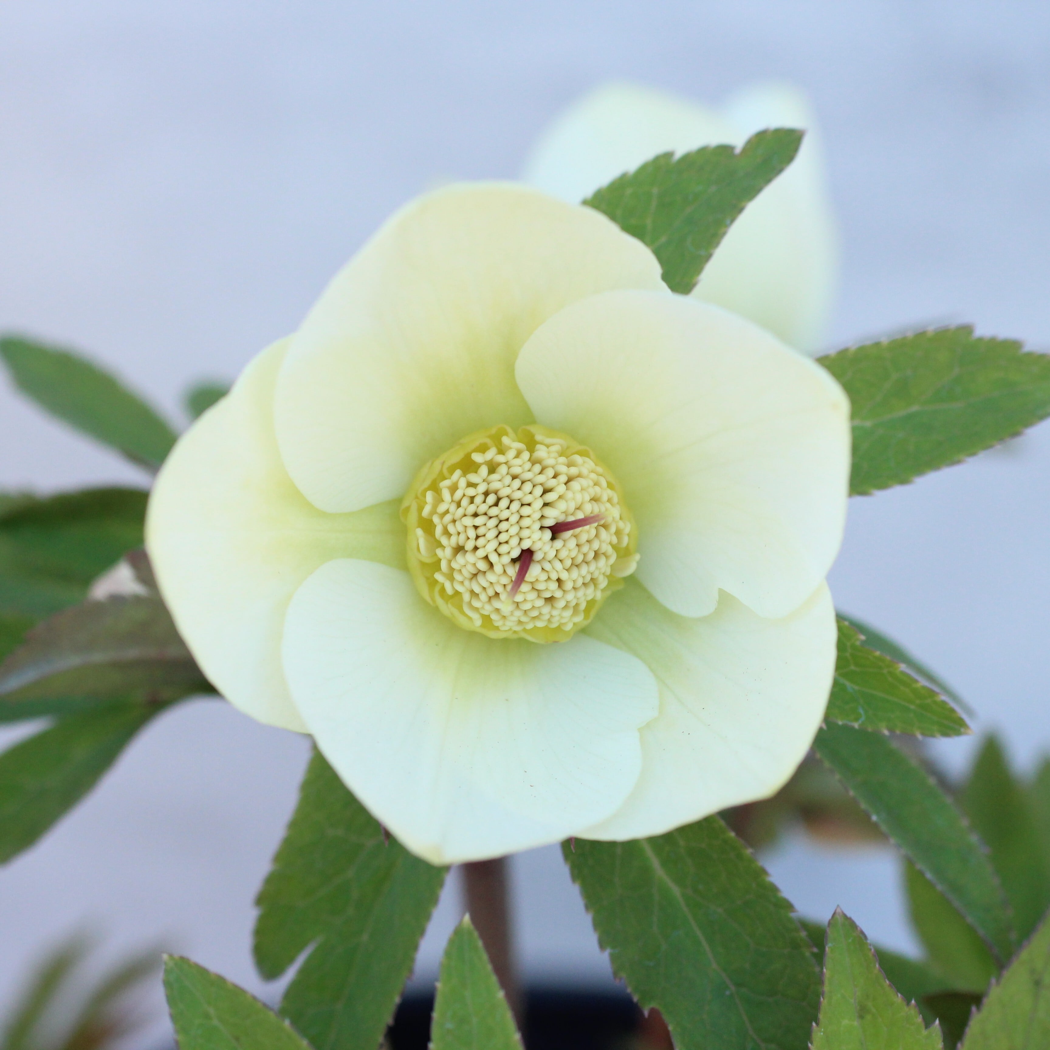 WinterSymphony開花鉢 | CoppiceGARDEN（コピスガーデン）