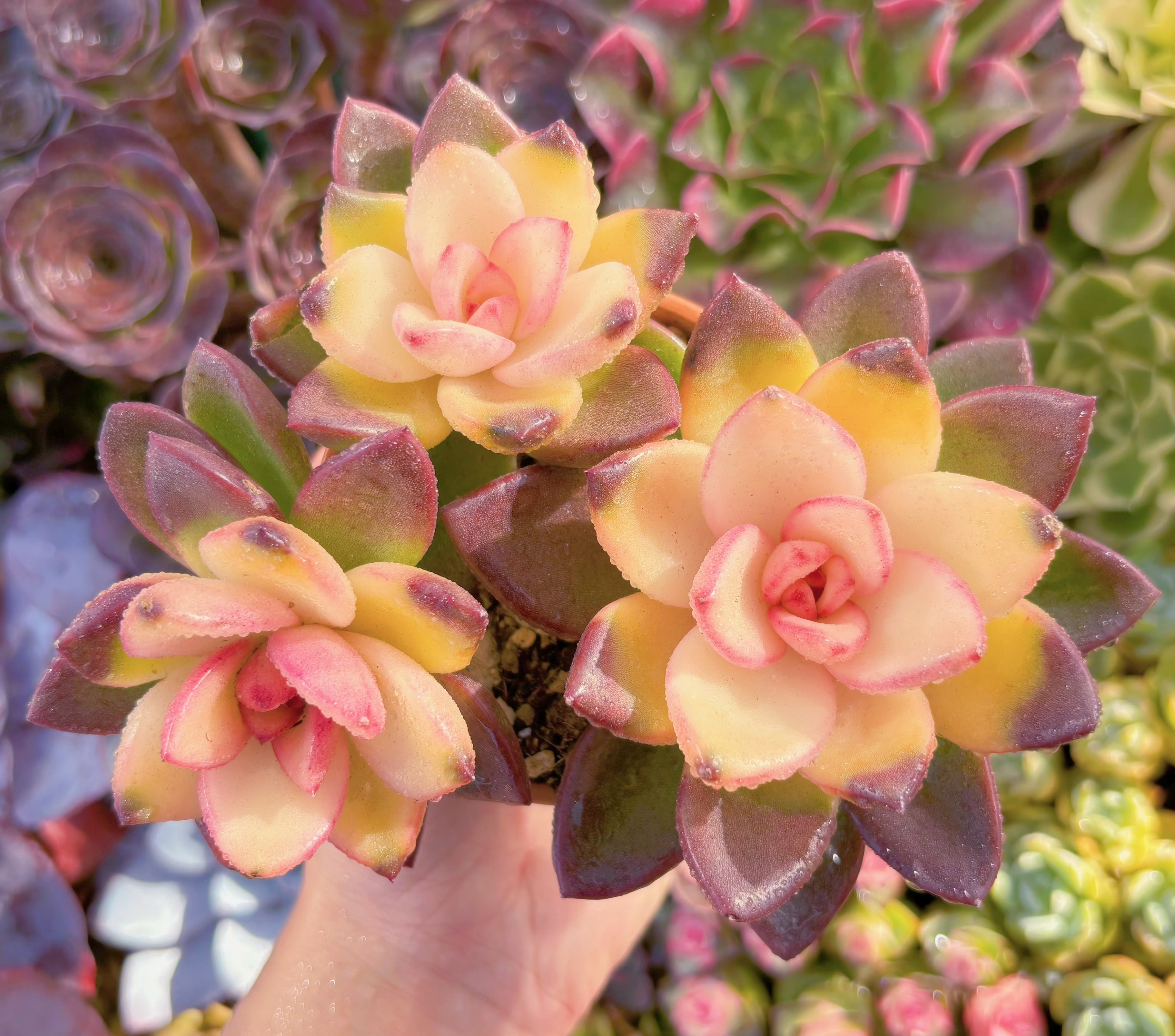 多肉植物　パインローズ錦　群生　新入荷　るる農園