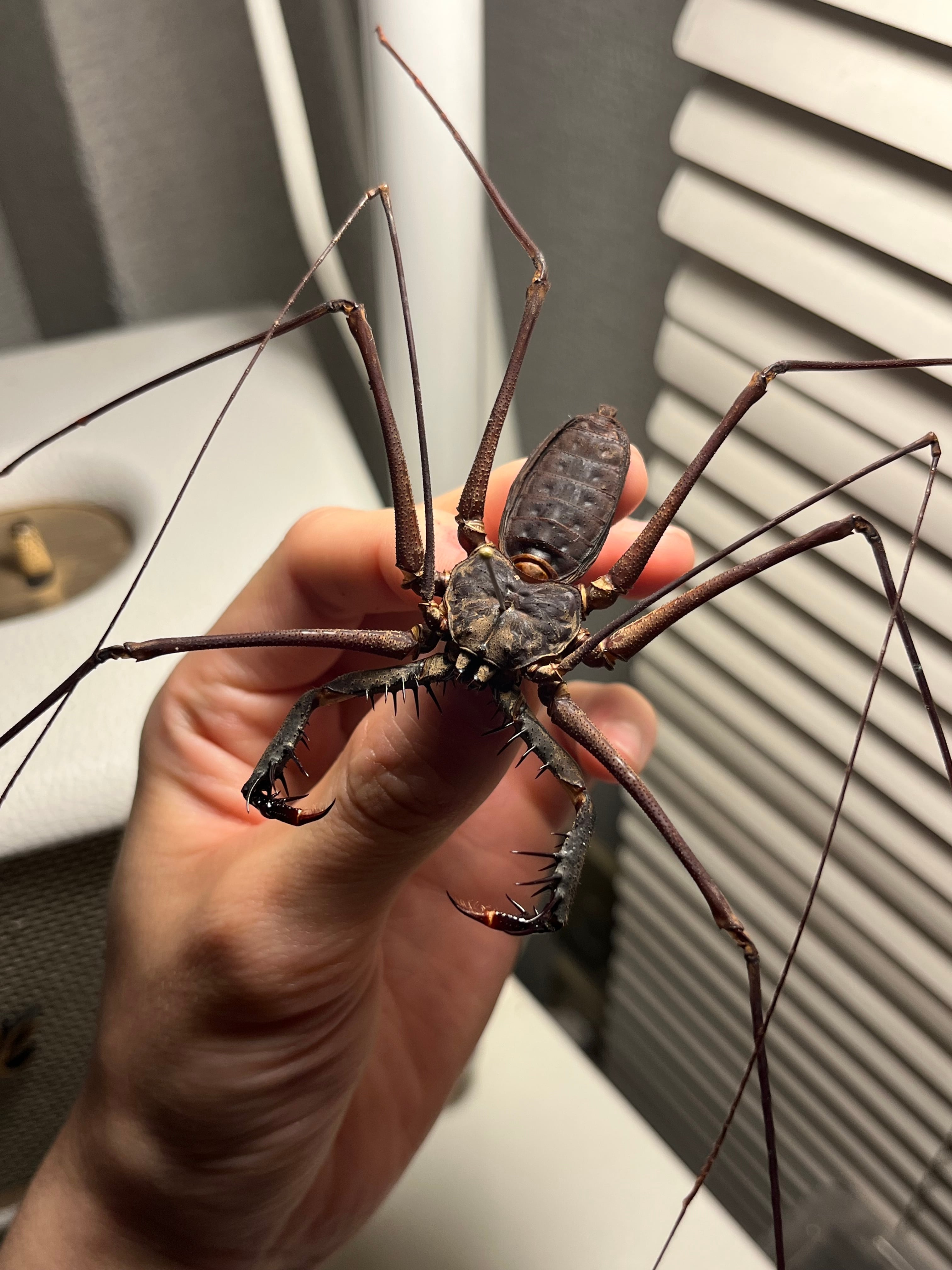 【腕虫最大級】Heterophrynus sp.ウデムシ 標本 ヒヨケムシ 腕虫最大級】Heterophrynus sp.ウデムシ 標本 ヒヨケムシ 三大奇蟲