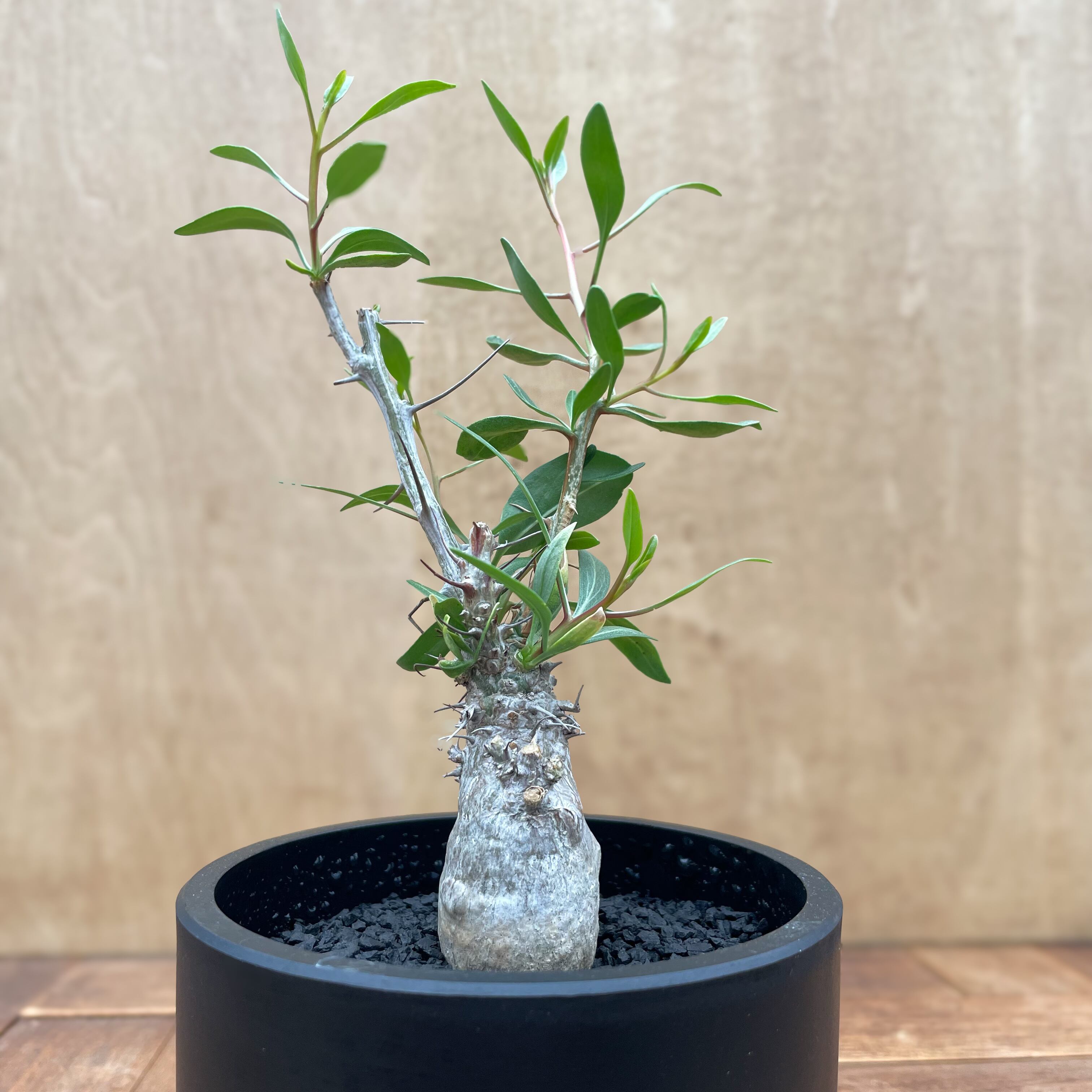 フォークイエリア　コルムナリス　観峰玉 フォークイエリア コルムナリス 観峰玉 | STELLA.PLANTS